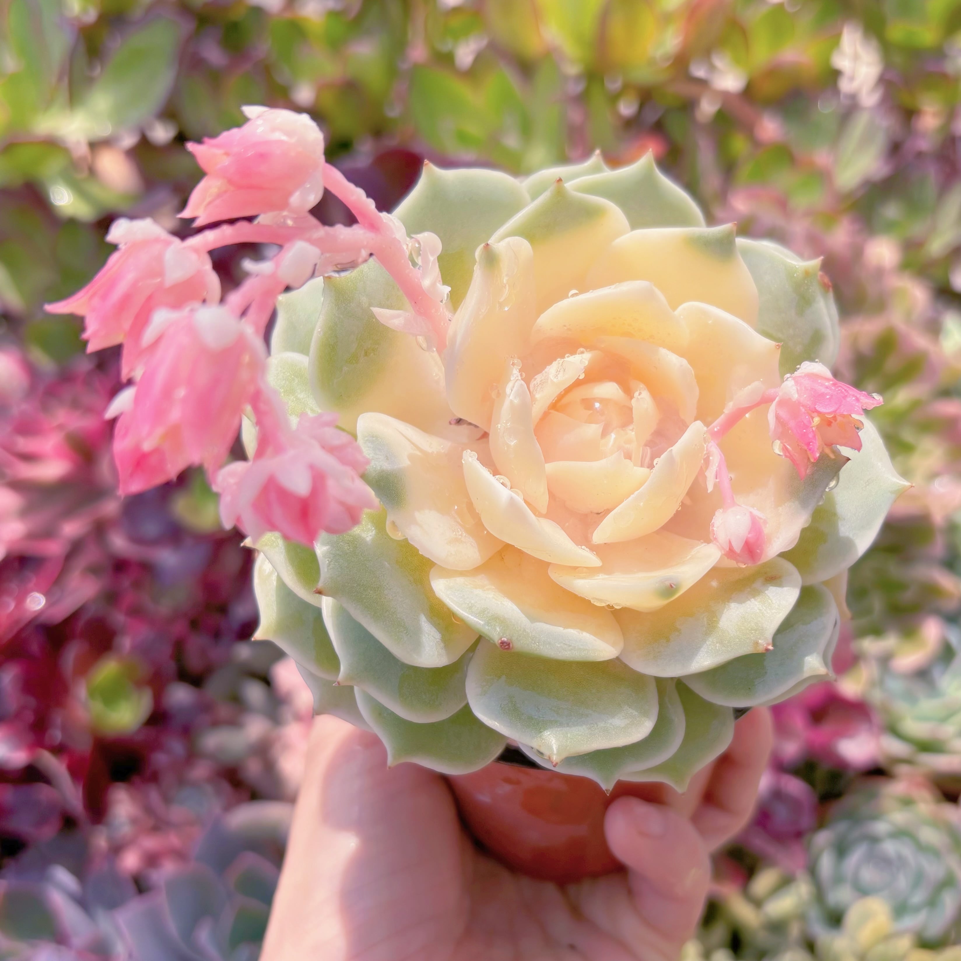 現品　ローラ錦#2212　るる農園