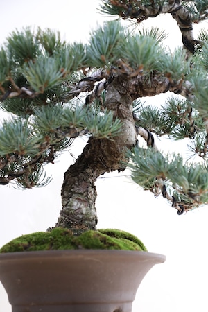 【M】五葉松 盆栽 ※推定樹齢30年/Japanese white pine bonsai 　※陶器鉢付き