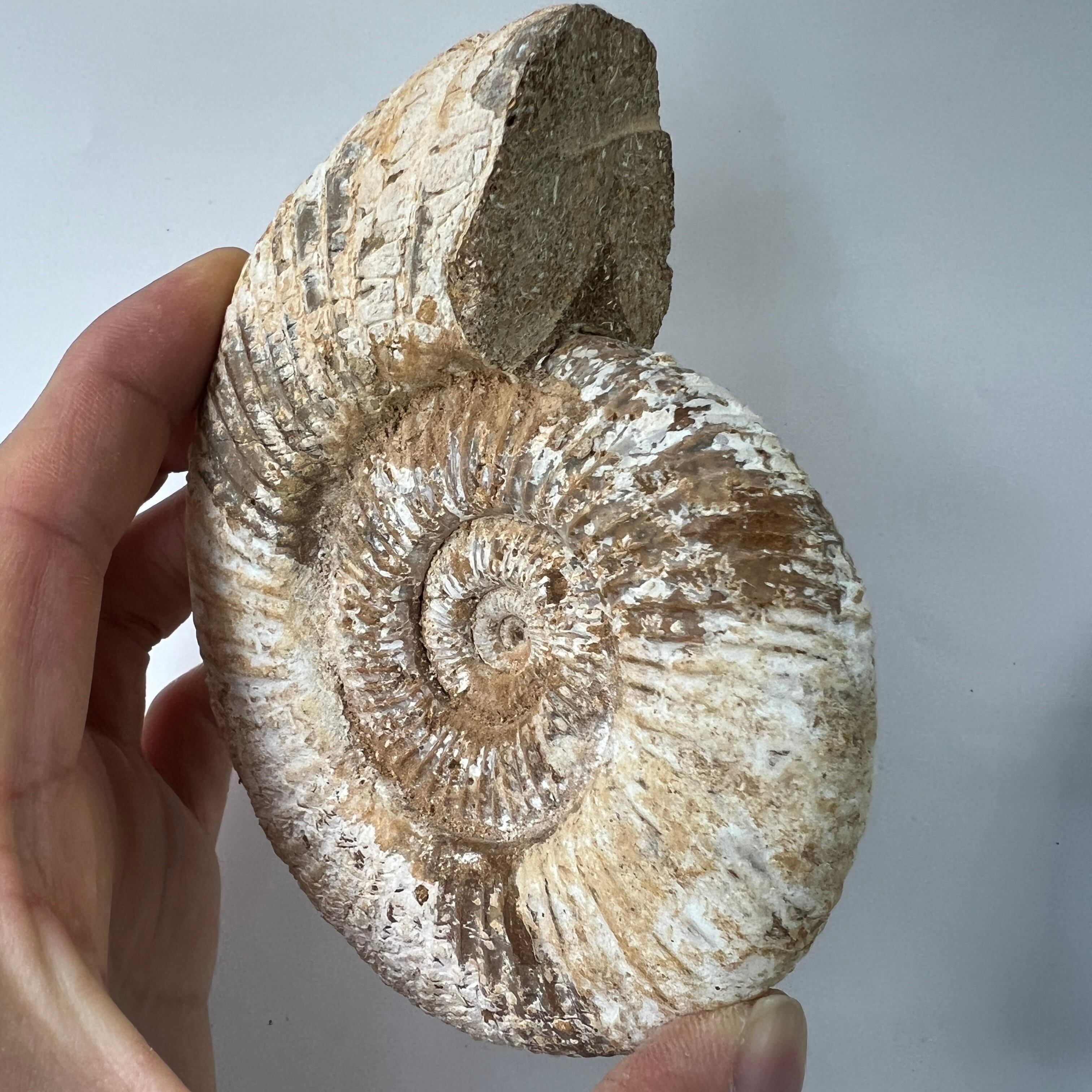 E アンモナイト ペリスフィンクテス 化石 化石標本