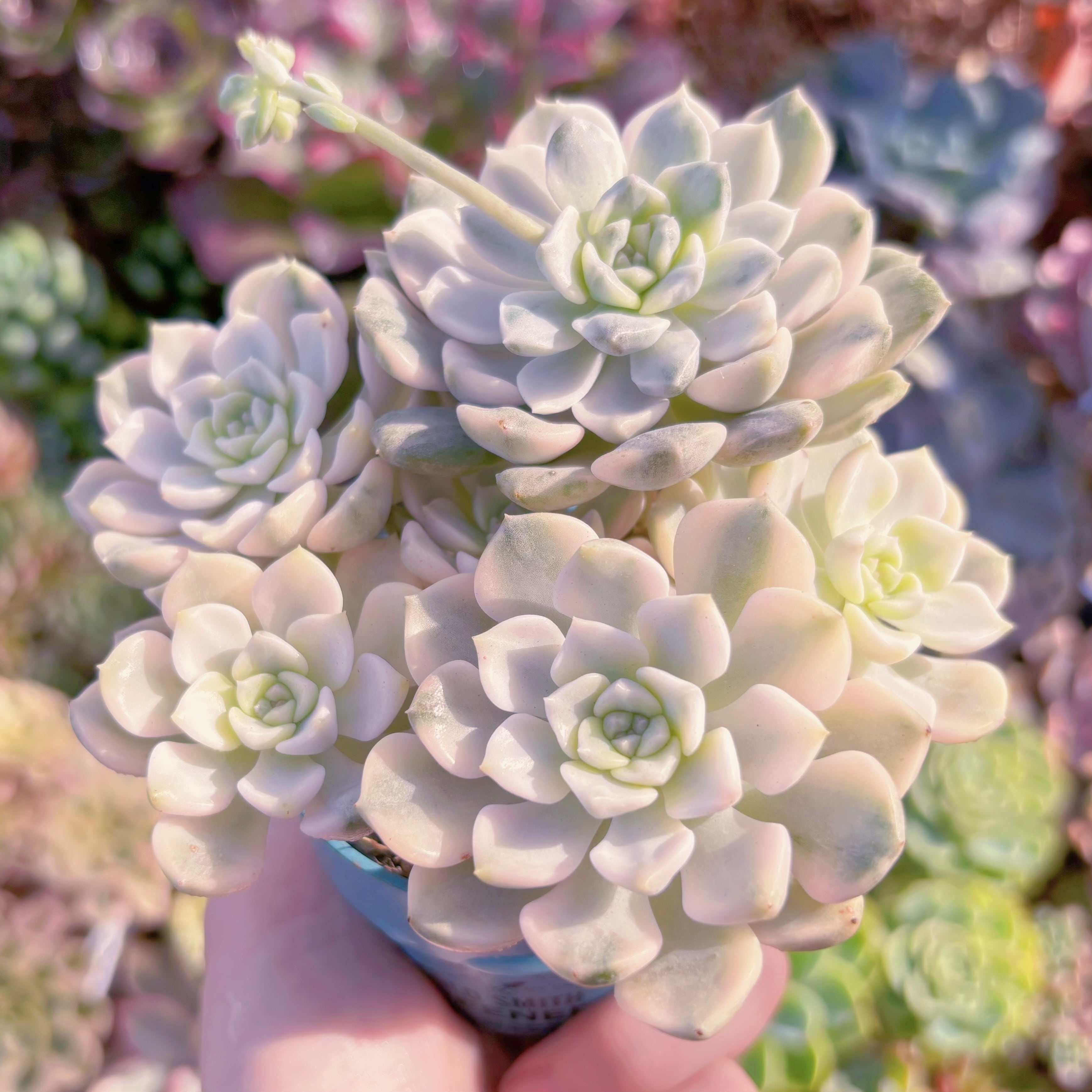 多肉植物　ベビードール錦4~6頭　新入荷　るる農園