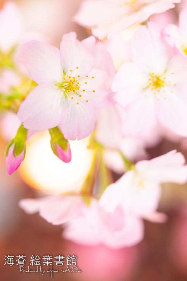 【ポストカード】桜、恋し、【さくら】