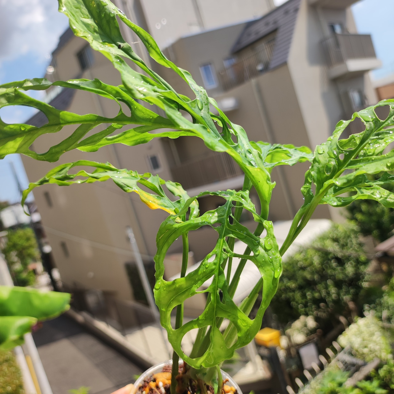【実生】モンステラ オブリクア ペルー / Monstera Obliqua Peru③