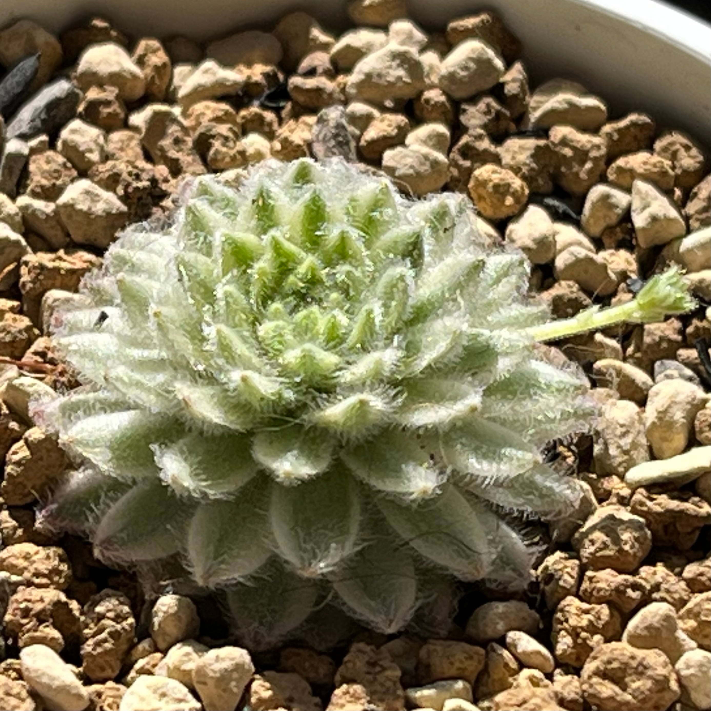 ハオルチア アトロフスカミュータント錦 | mocono_plants