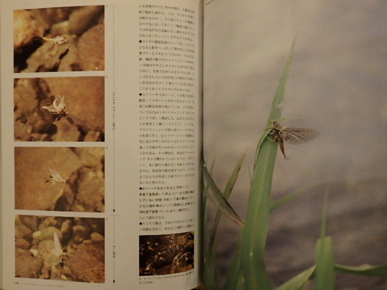 水生昆虫アルバム 新装版 / 島崎憲司郎 | 百年