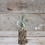 【送料無料】nuptialis〔エアプランツ〕現品発送T2544