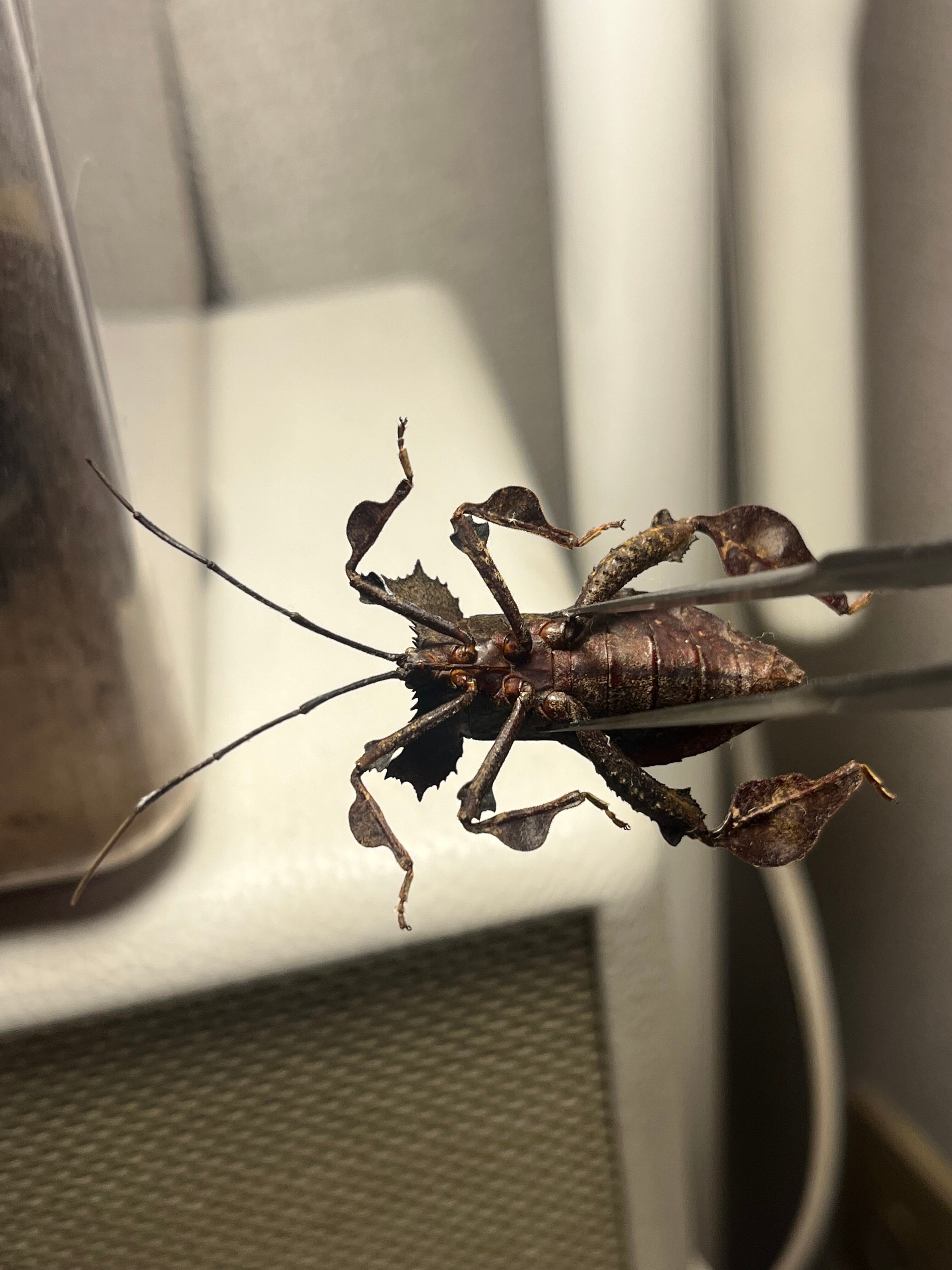 36mm】オウサマヘリカメムシサシガメ甲虫昆虫標本ハムシフンチュウ亀虫