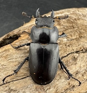 即ブリ《ヘルマンミヤマ 貴州省産 36mm ♀単》