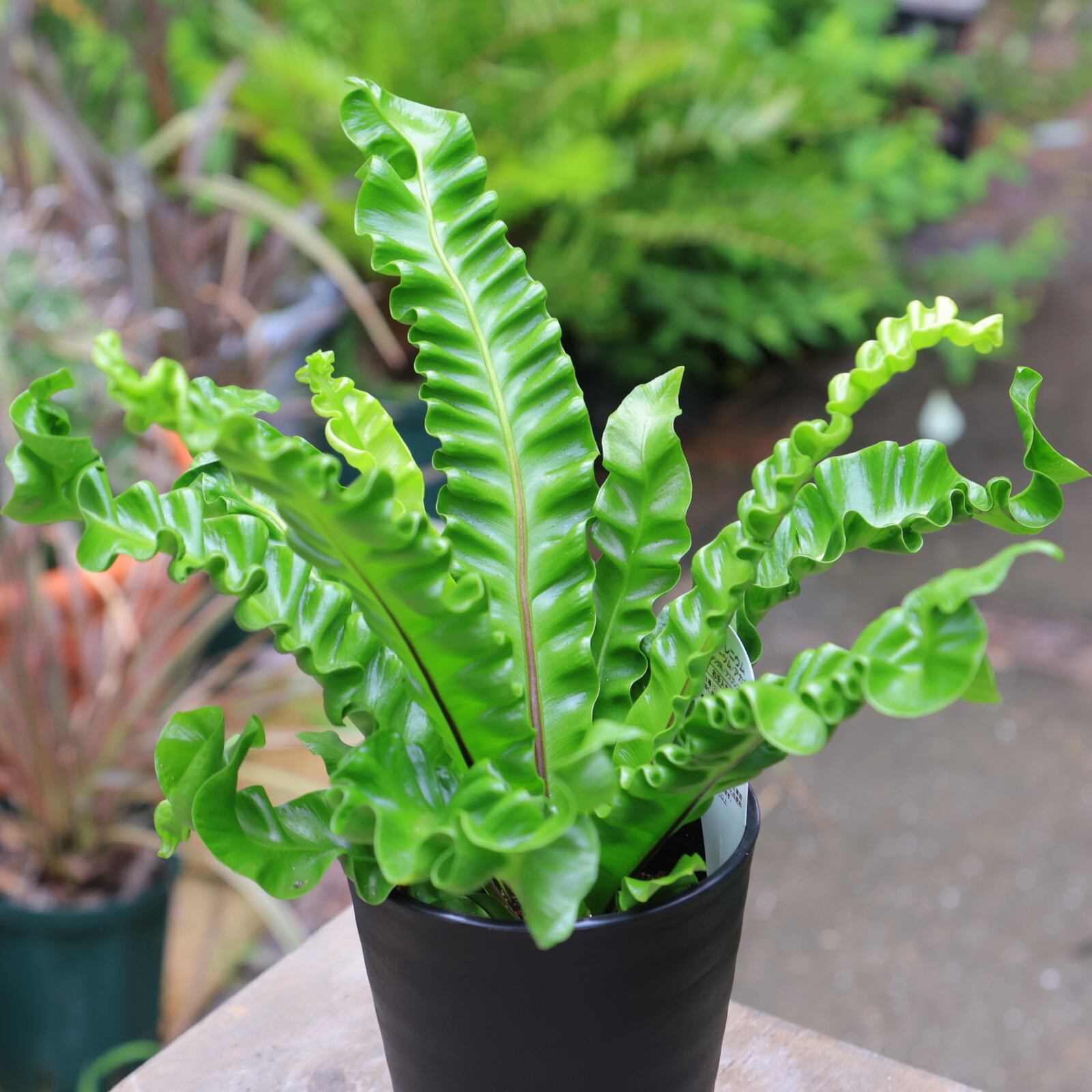 アスプレニウム プリカーツム アカキ 多湿を好むシダ植物 美しいウェーブが人気 手入れが楽 4号 | 【公式】シャン・ド・フルール｜鹿児島の花 ...