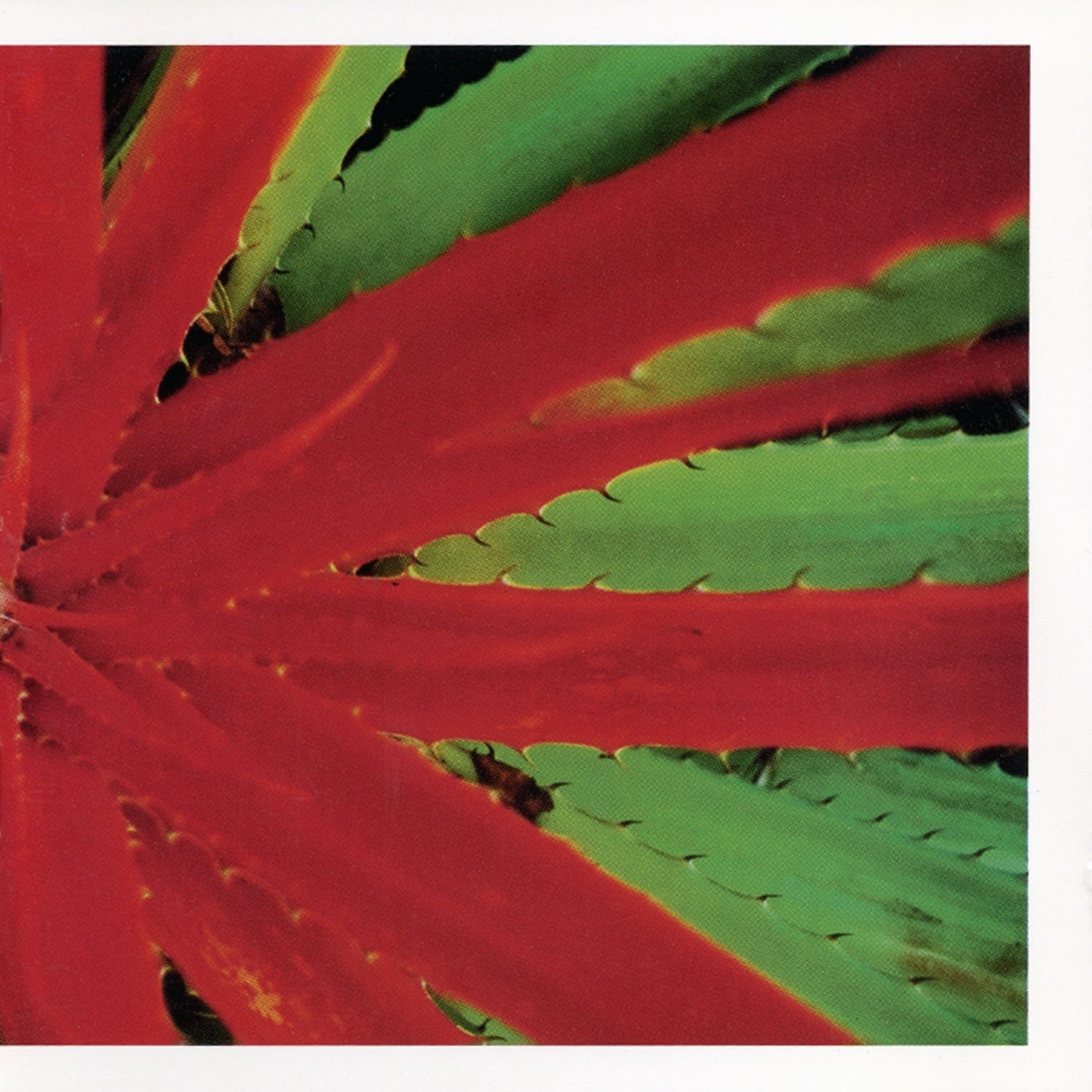 Jejune / This Afternoon's Malady(2LP)
