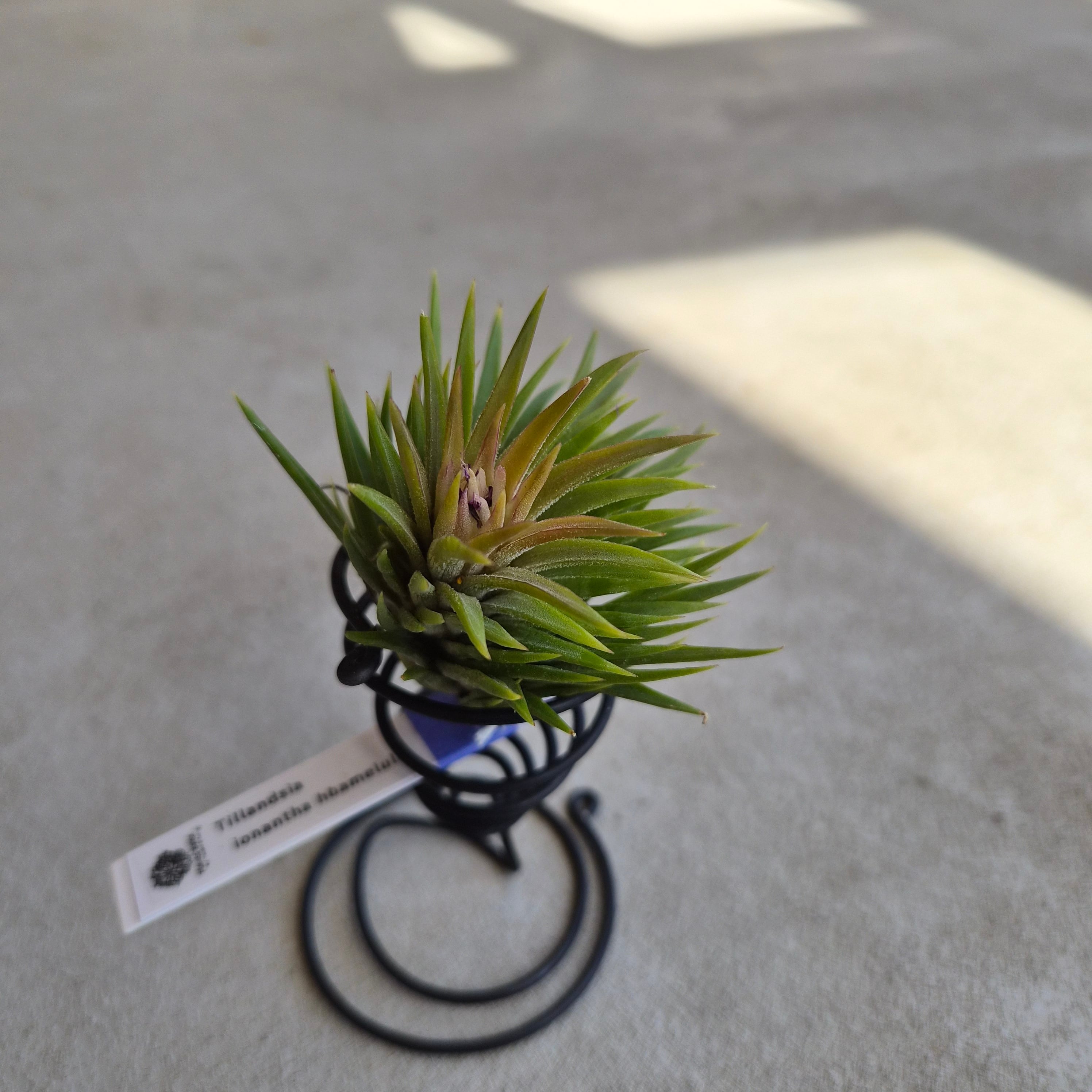 Tillandsia xerographica チランジア・キセログラフィカ | Plants Baka