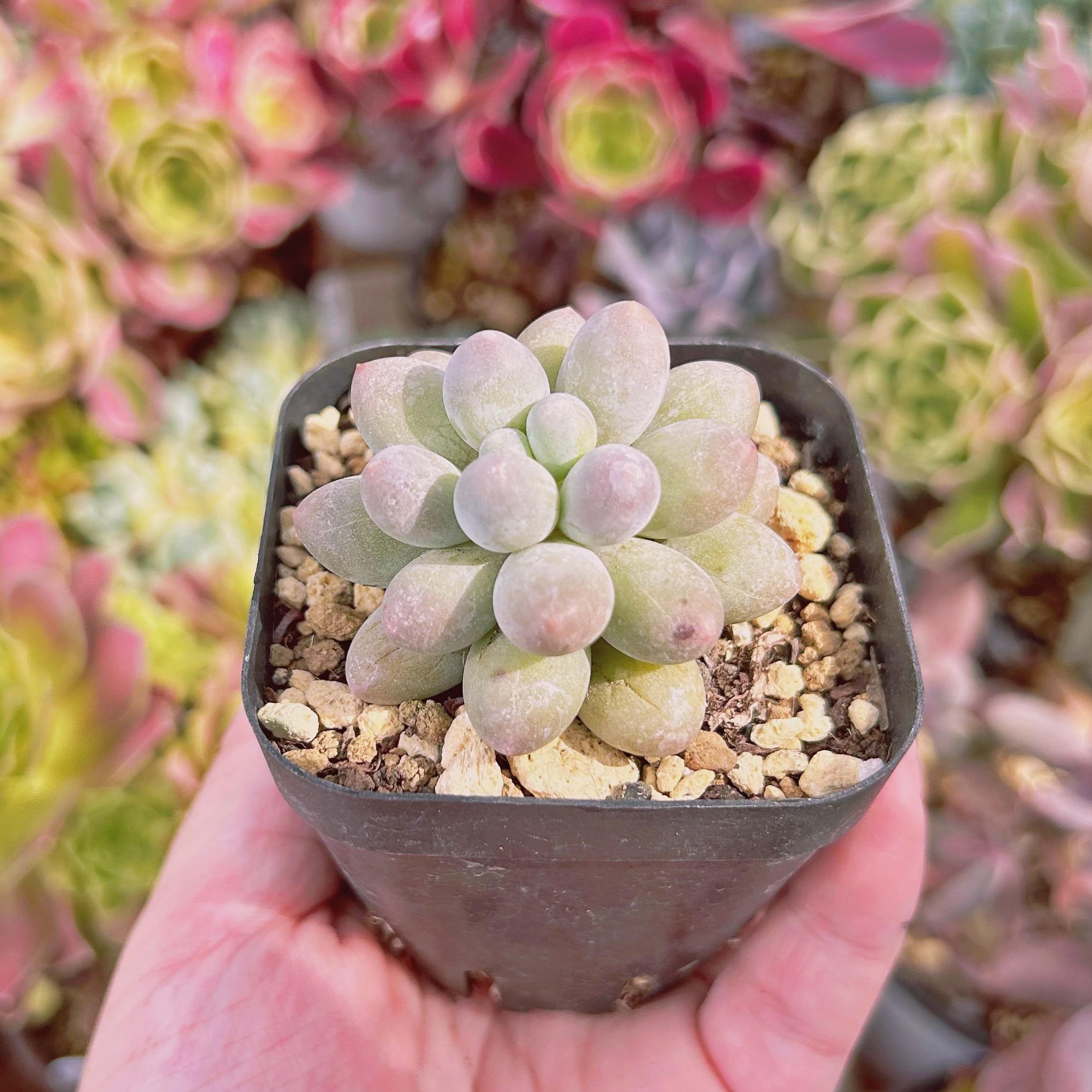 現物 多肉植物 湯園チーズ 抜き苗 | るる農園~多肉植物専門