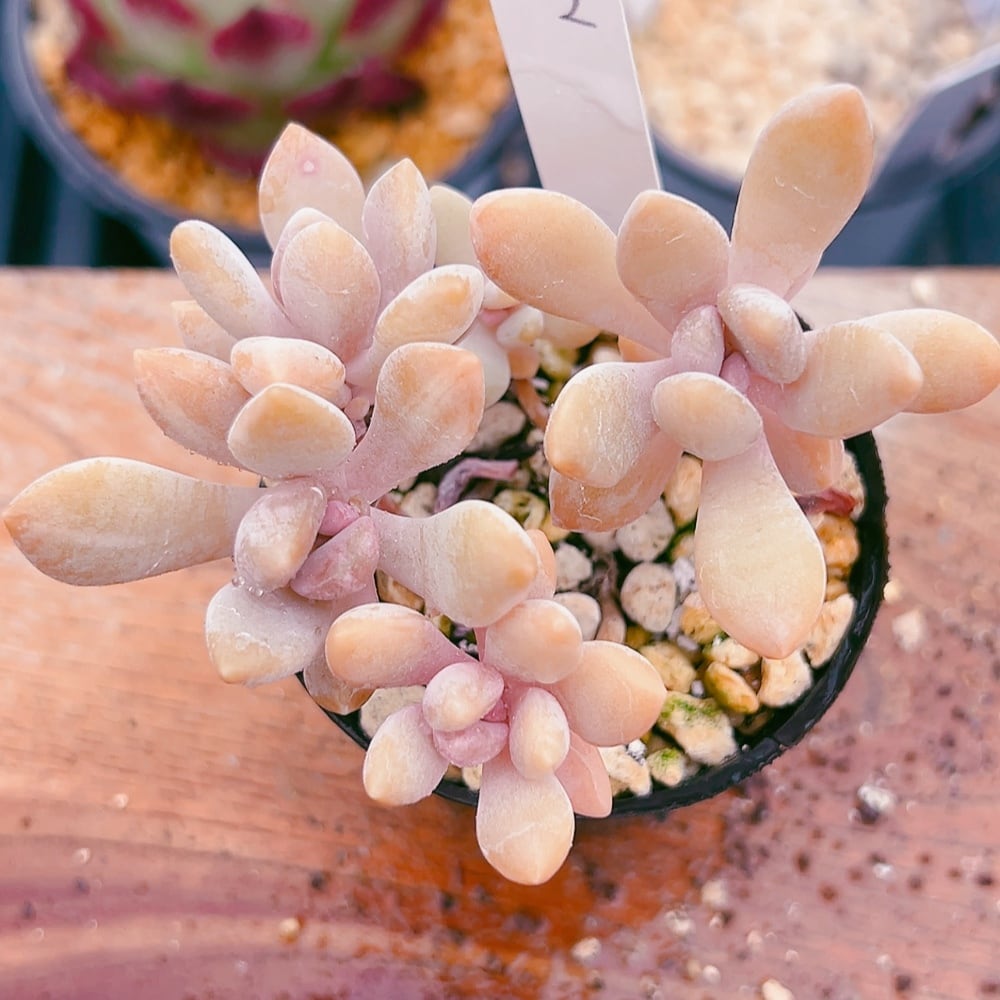 ４色迷彩 希少品種 ラブリーハート 超希少 人気の迷彩斑入り柄 ラブリーハート(⁎ᴗ͈ˬᴗ͈⁎)83cm 4色の