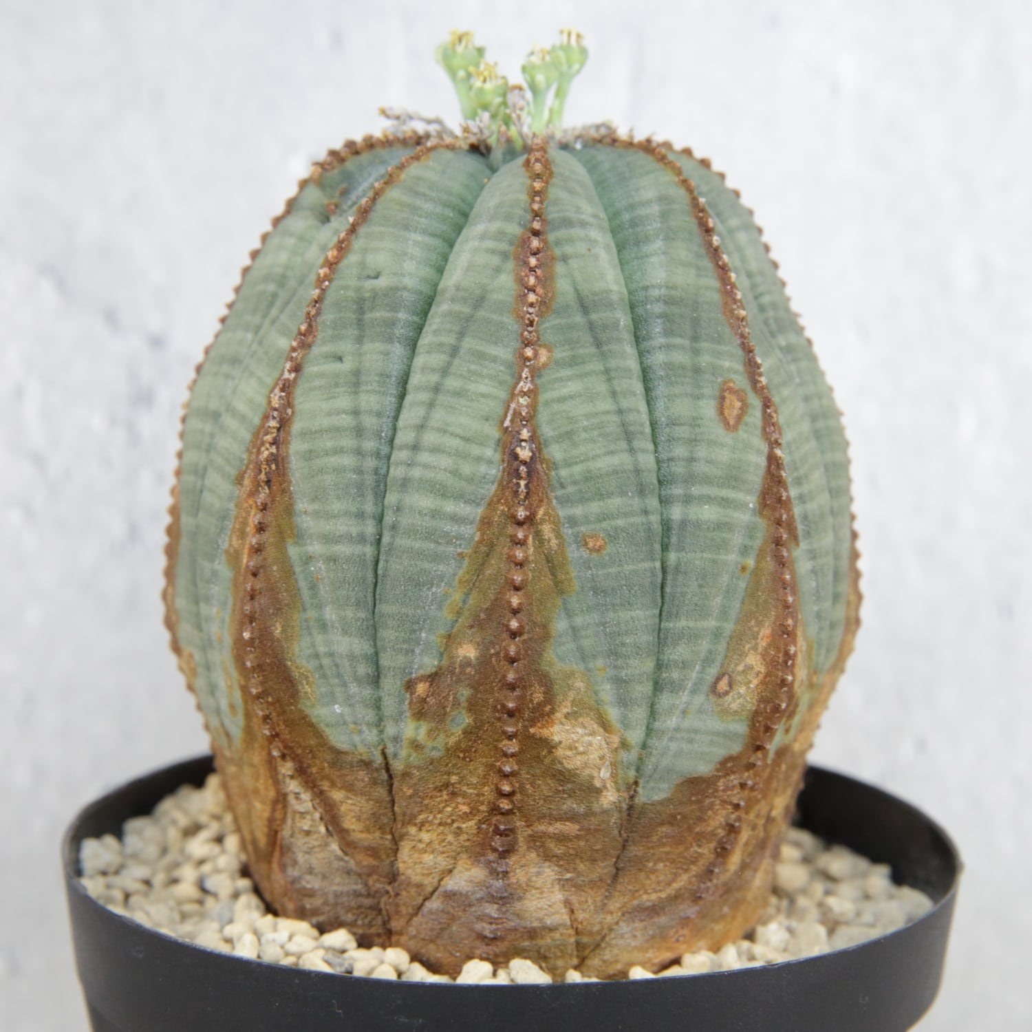 ユーフォルビアオベサ木質化極上株 ユーフォルビア オベサ木質化③ | Lines BOTANICAL SHOP