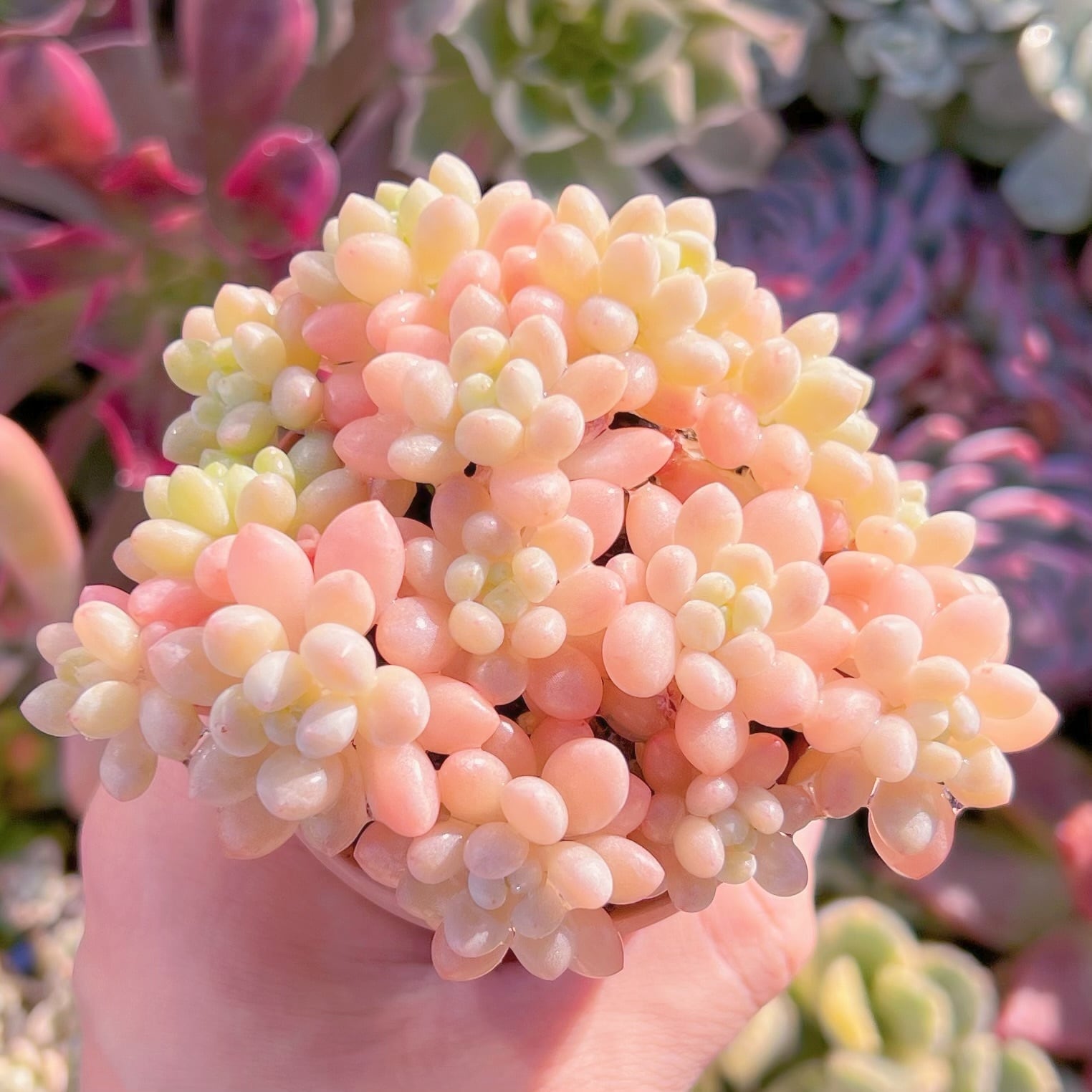 現品　ストロベリーミルク#727    群生　るる農園