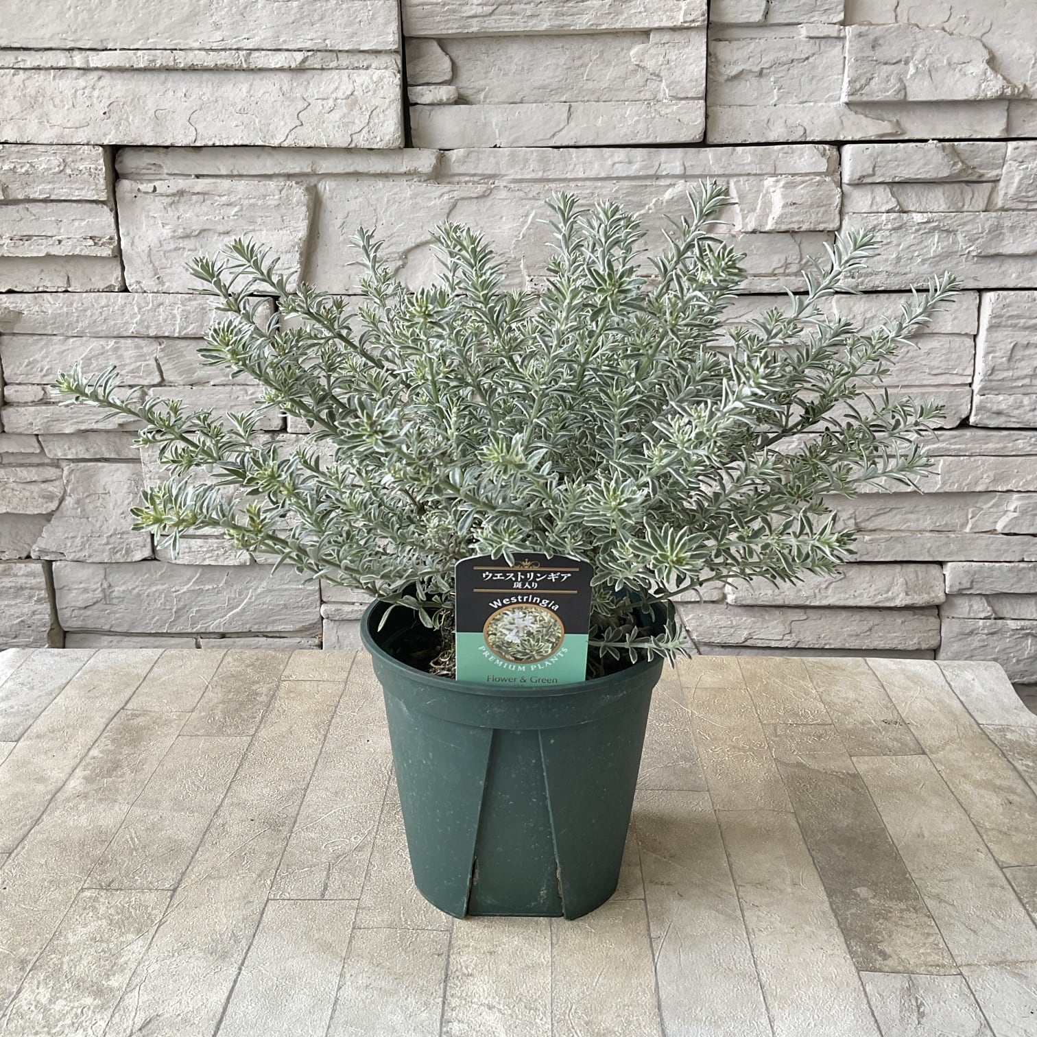 斑入り ウエストリンギア スモーキーホワイト　4個セット 斑入り ウエストリンギア スモーキーホワイト 4個セット ウエストリン