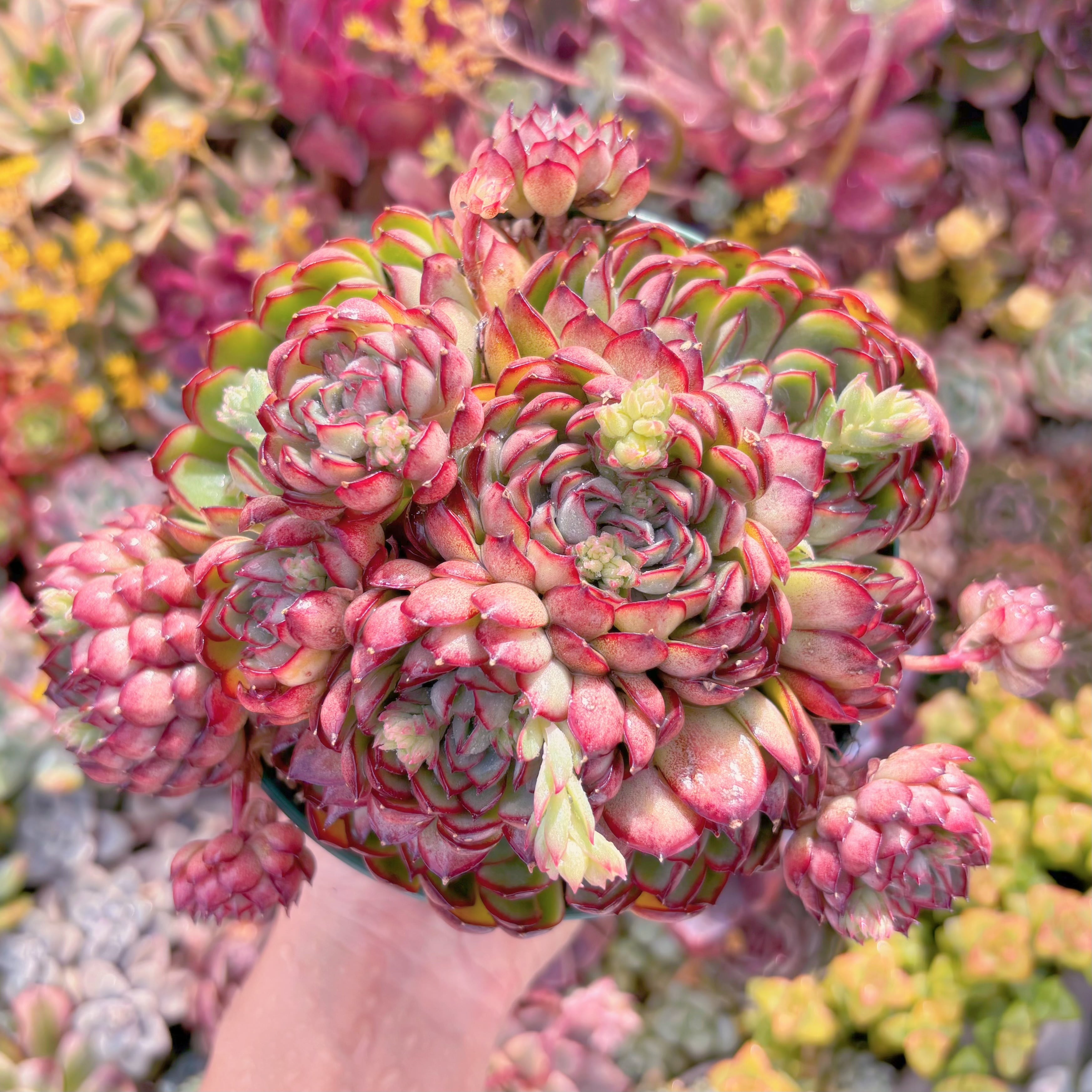 現品　さくらんぼ#F067　特大群生　新入荷　るる農園