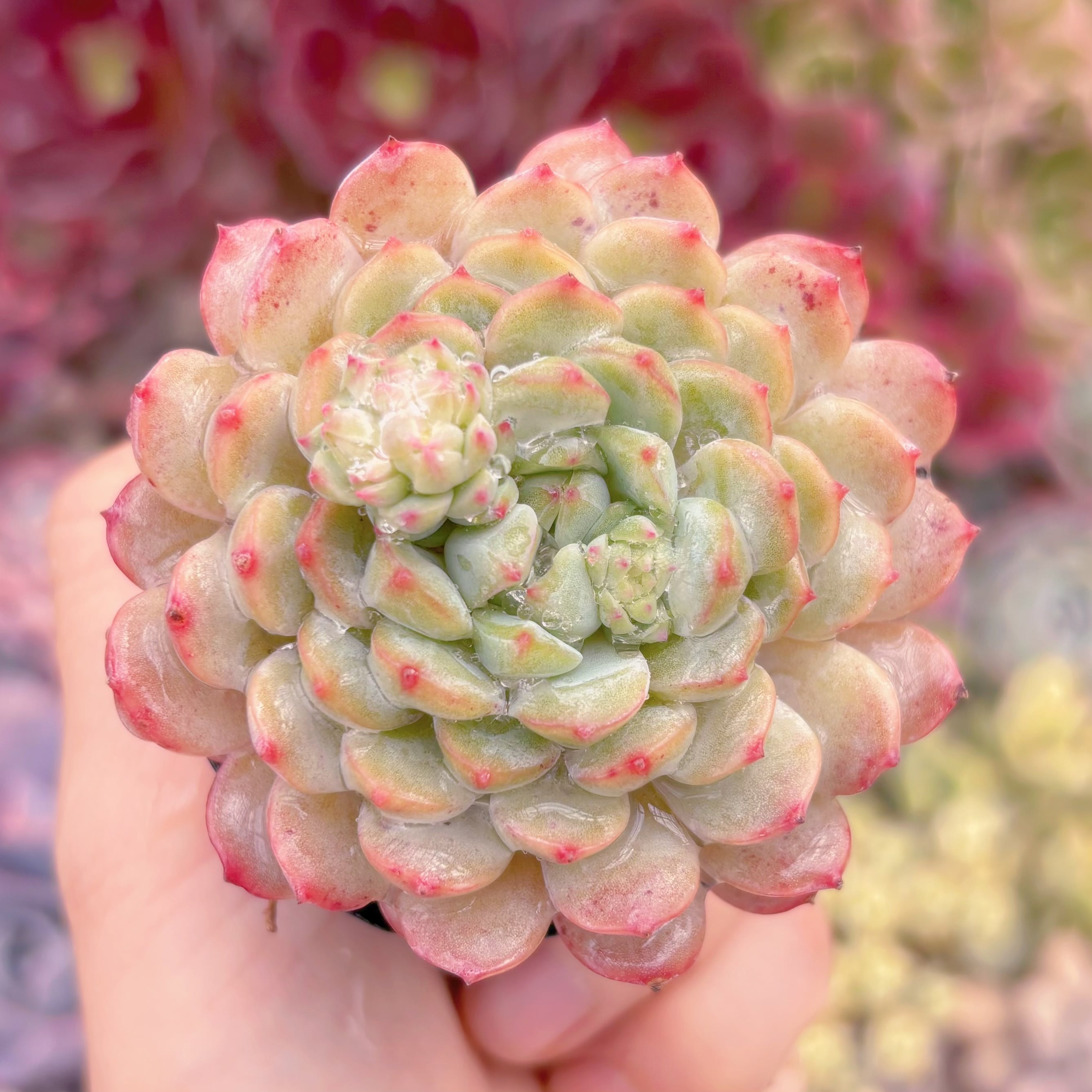 現品　Robin#B49　るる農園