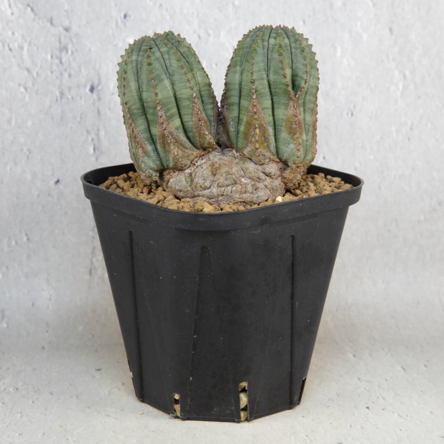 ユーフォルビア オベサ 2頭 実生 ダブルヘッド 円扇石化 二頭 ダブルヘッド オベサ / 木質化 ユーフォルビア