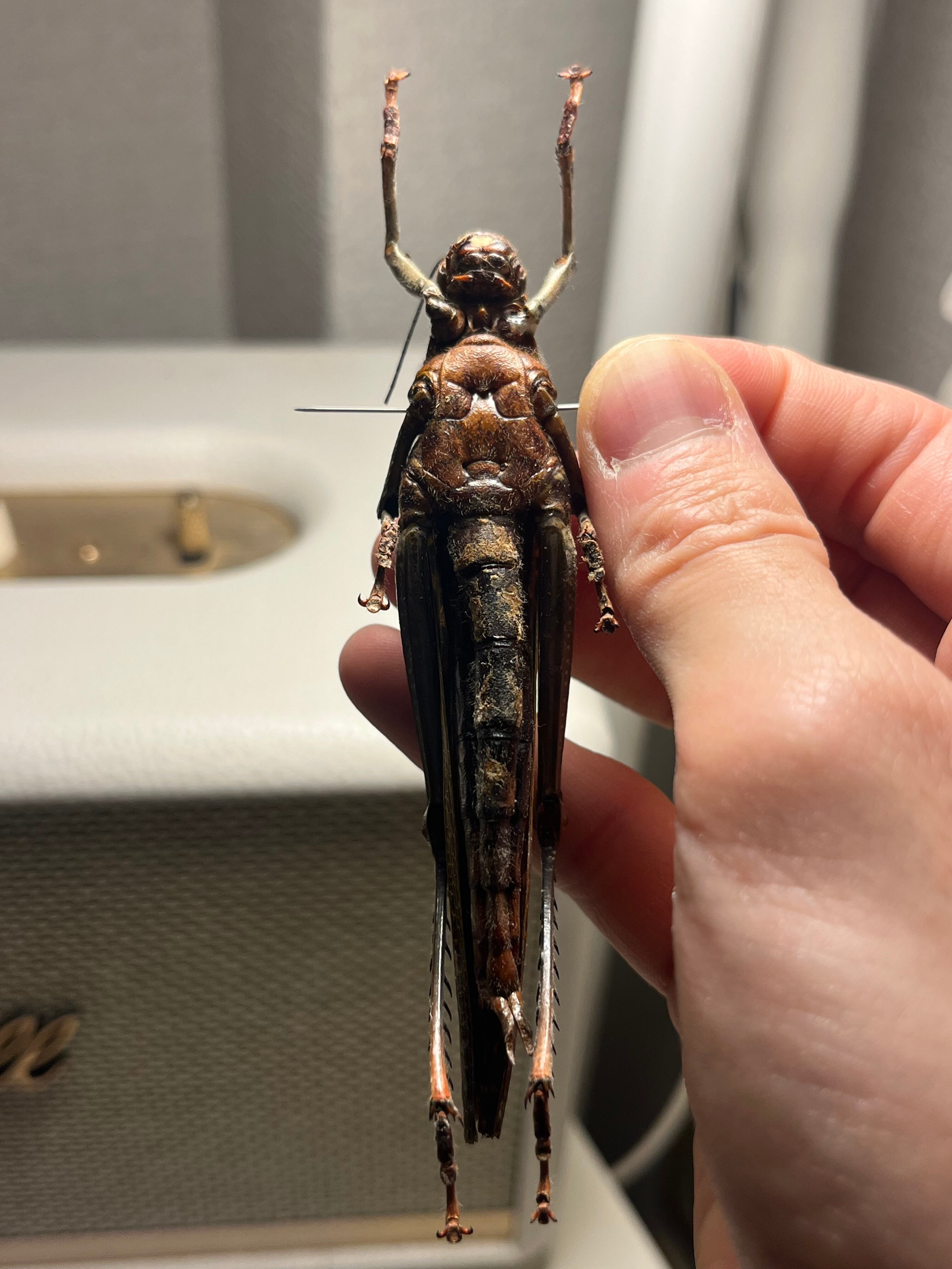 飛蝗最大種】シタベニオオバッタ 昆虫標本 直翅類 カマキリ マンティス