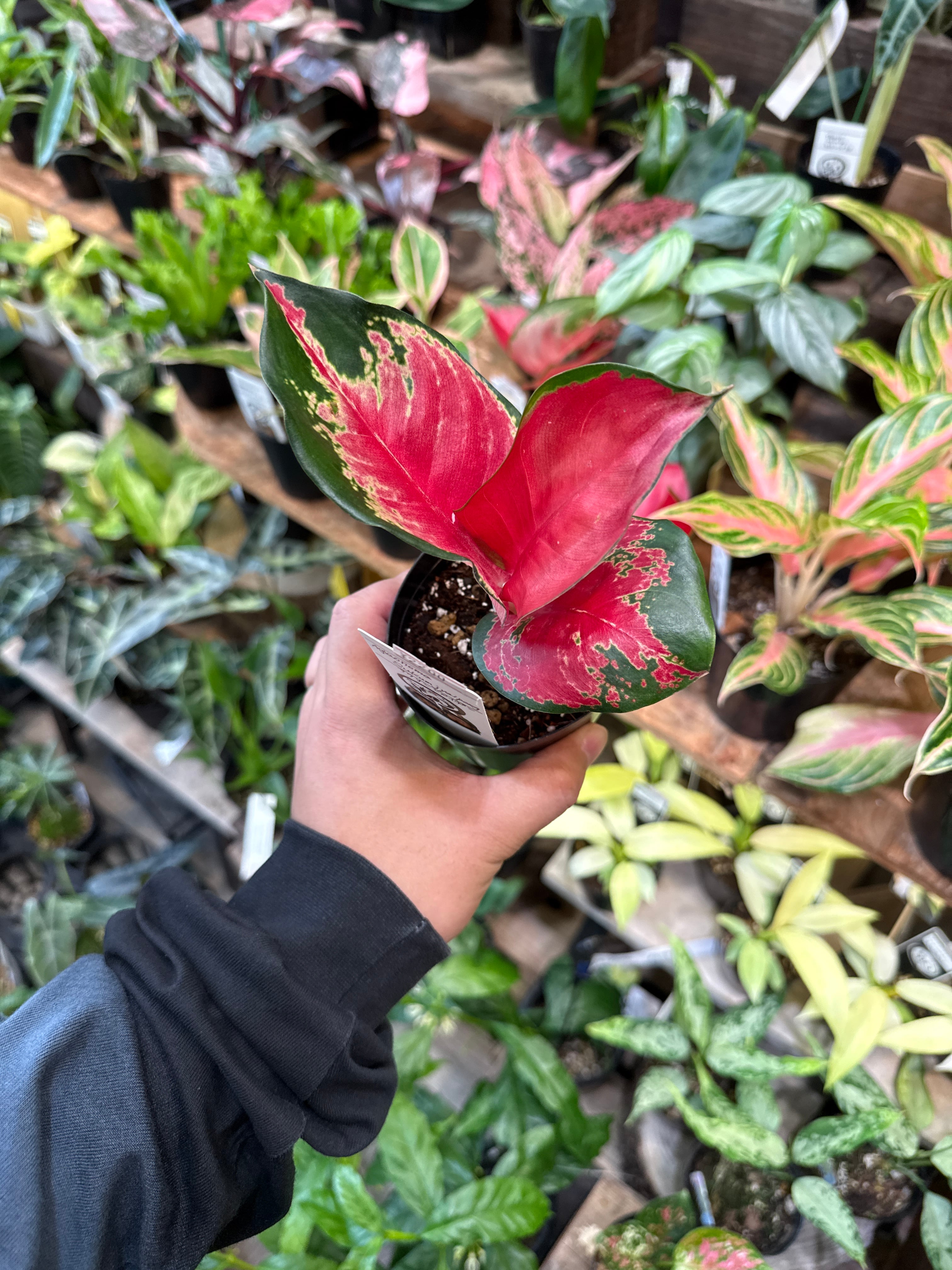 サンスベリア キルキー'クレオパトラ' | Gardenえん 【観葉熱帯植物】