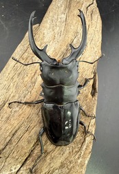 【WD】《インターメディアツヤクワガタ ガントン産 92.5mm ペア》