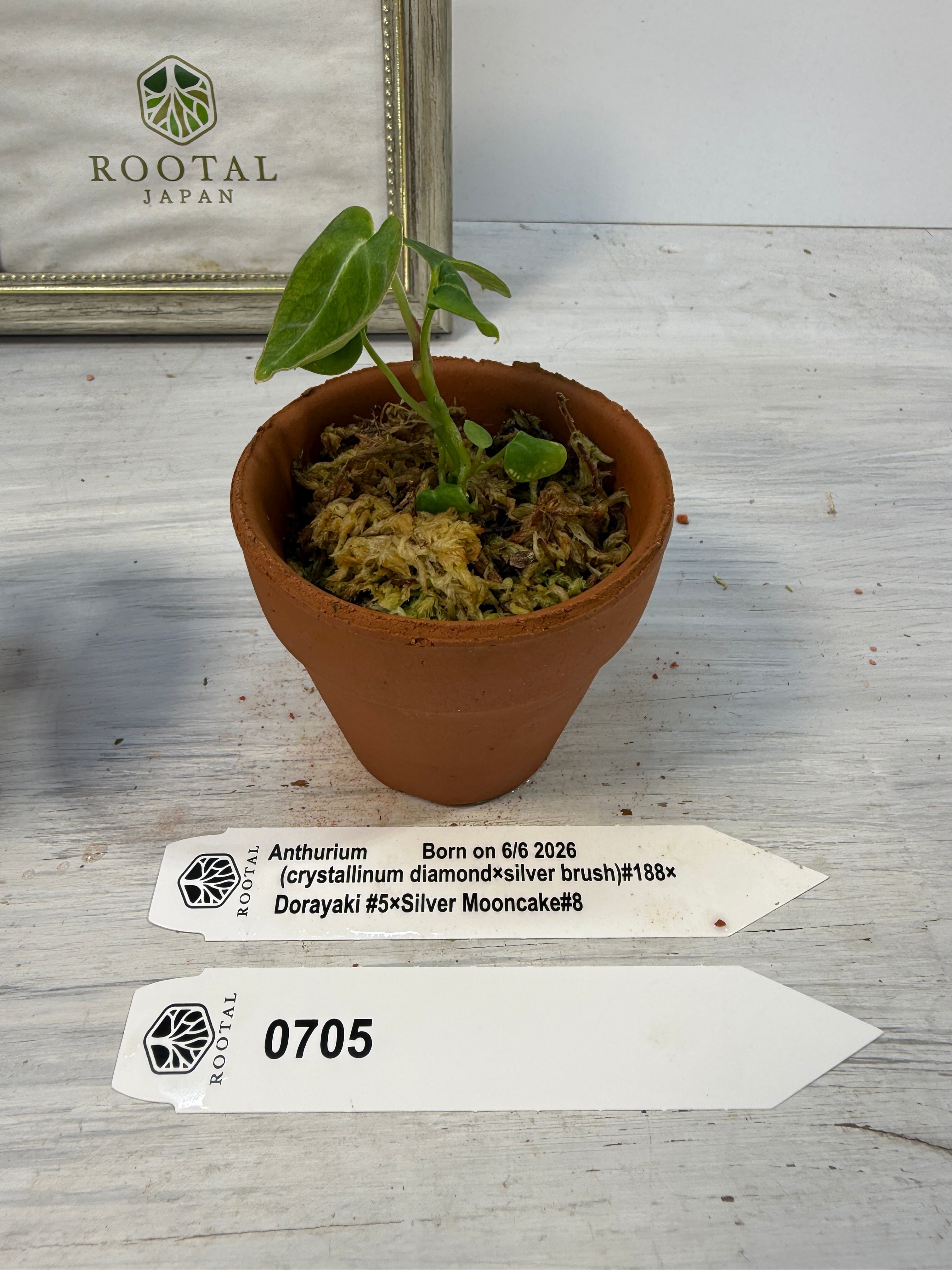 ROOTALPLANTS