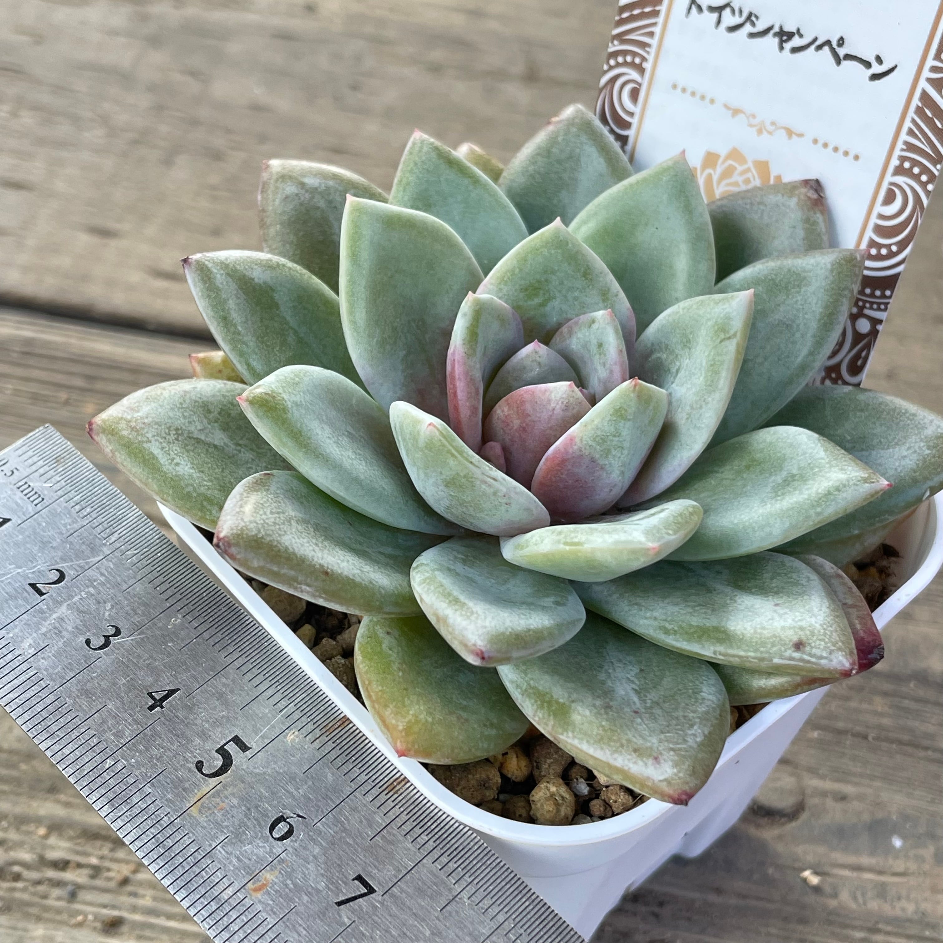 ドイツシャンペーン | RuPo 多肉植物専門店