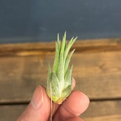 チランジア イオナンタ ハワイアンラベンダー【181】