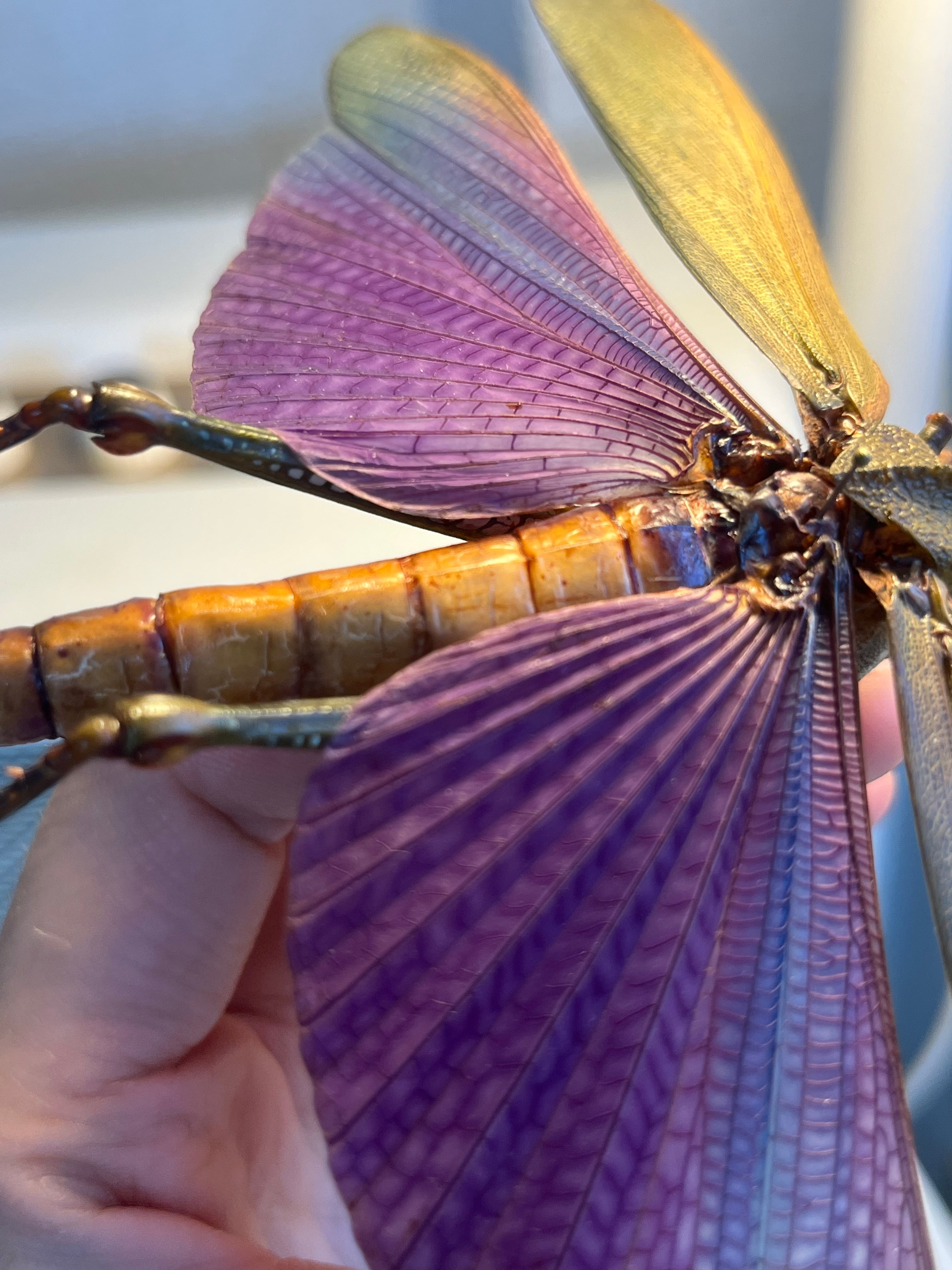 飛蝗最大級】シタムラサキオオバッタ 昆虫標本 直翅類 カマキリ