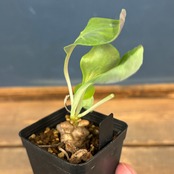 オトンナ ヘレー【26】