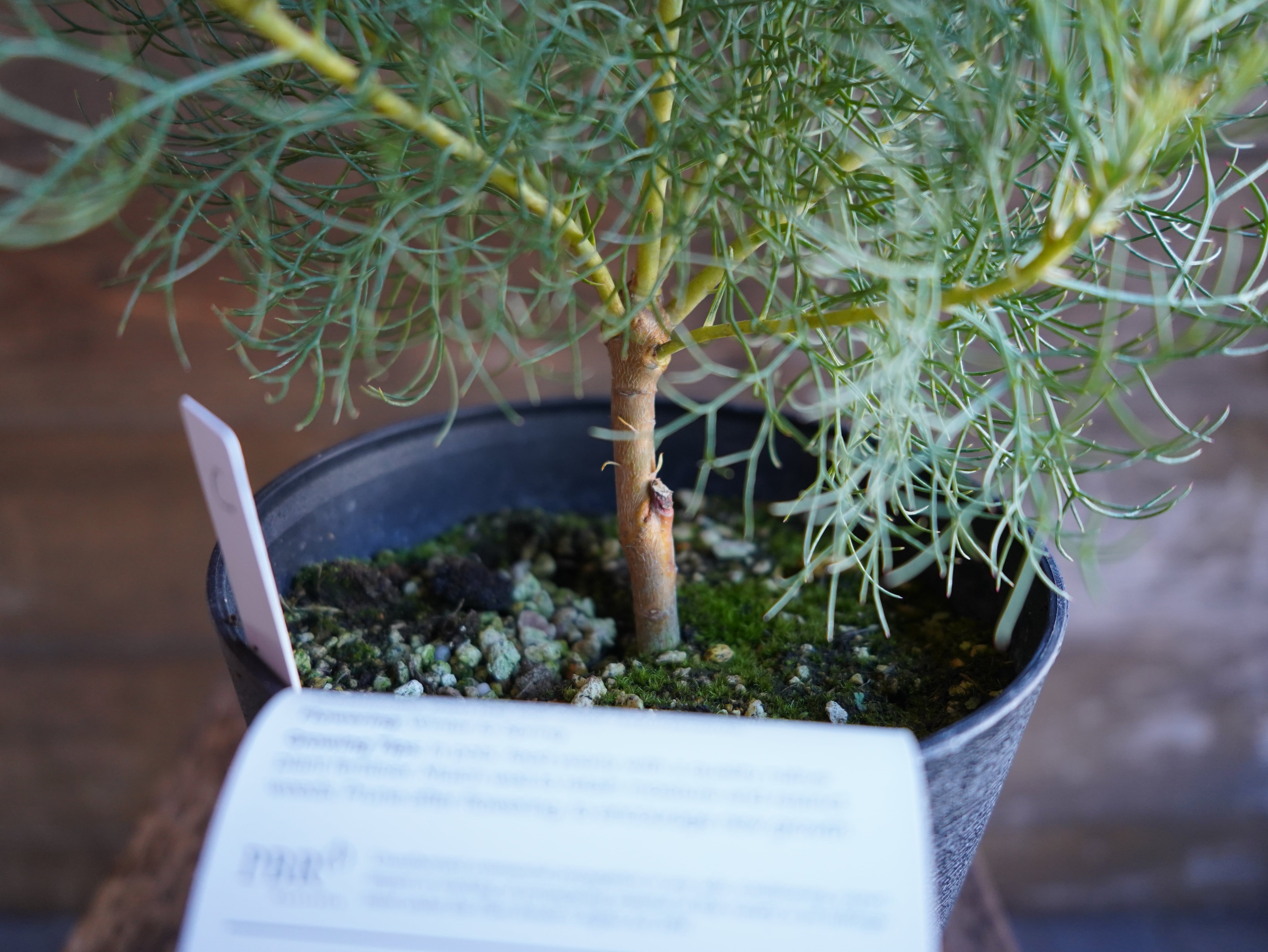 【現物】セルリア　”プリティピンク”　C