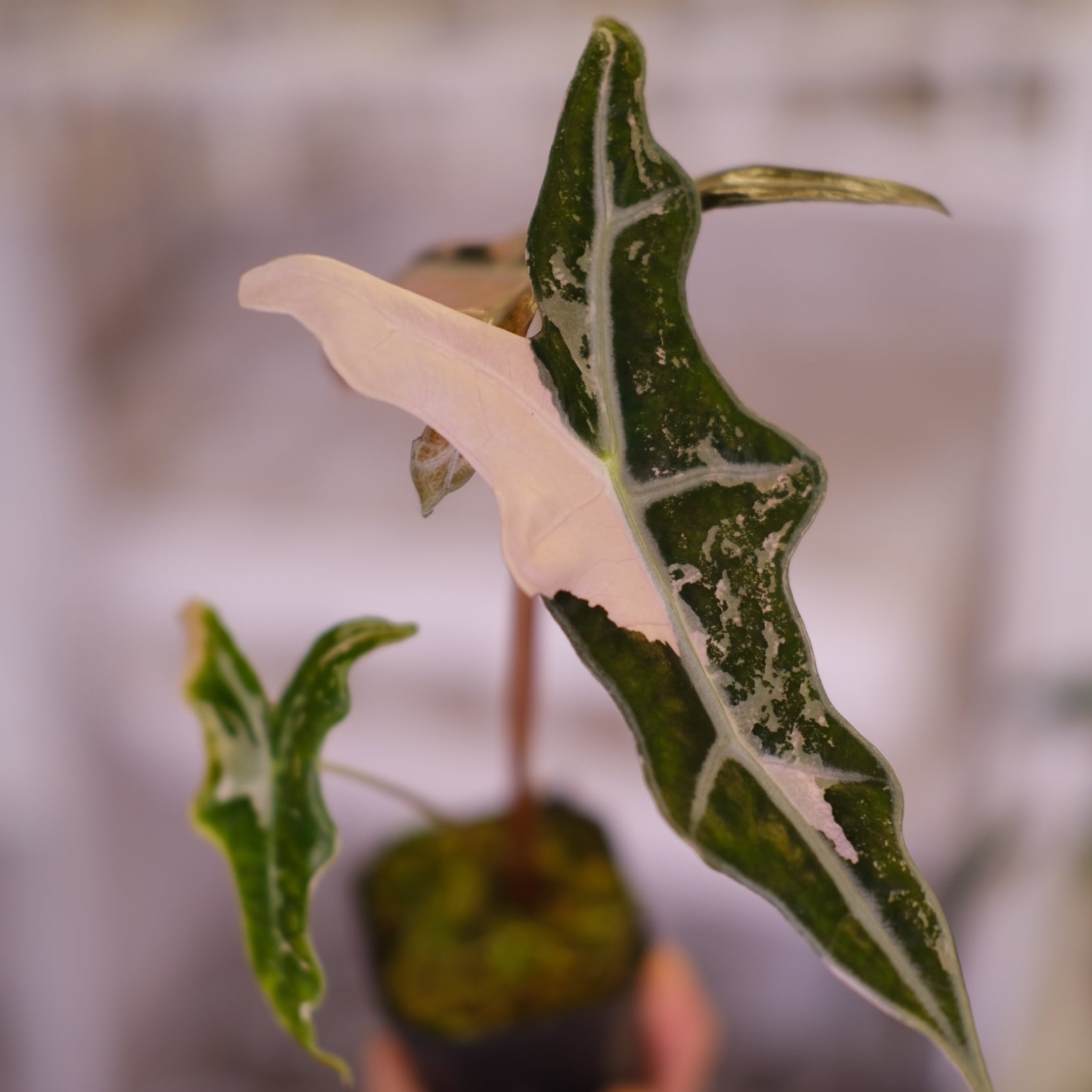 アロカシア / Alocasia | tokyoplants / 観葉植物専門店