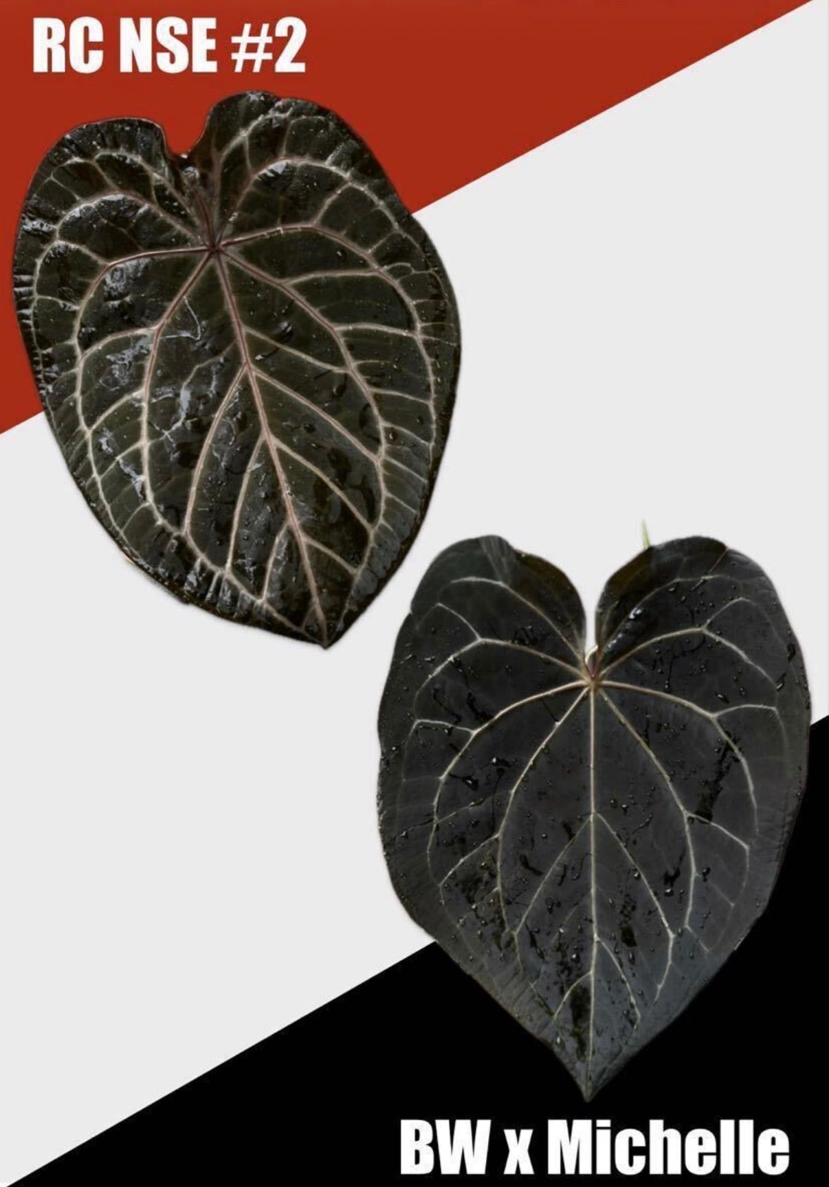 Anthurium 'Red Crystallinum'(NSE #2) x 'Black Widow' x Michelle