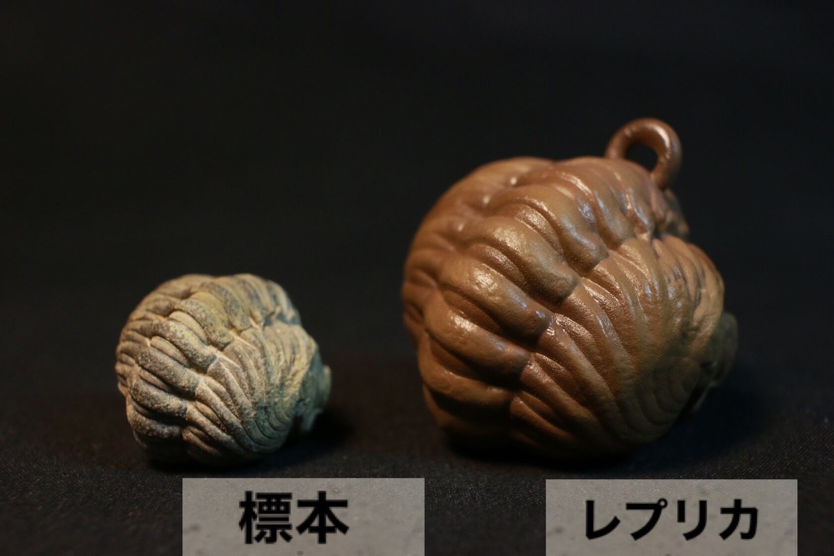 丸まった三葉虫拡大レプリカ【手のひらサイズ】 | アンフィ合同会社