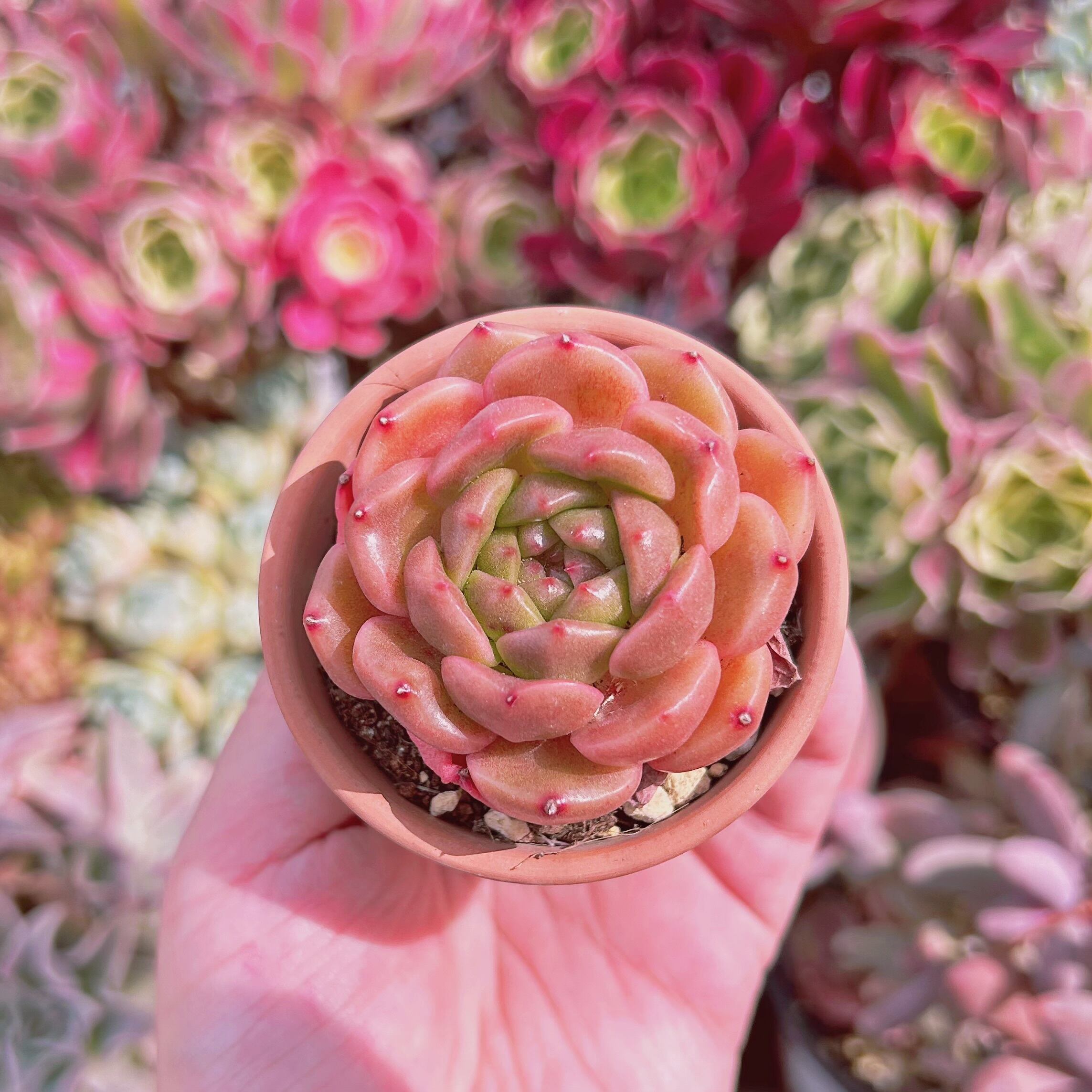 #736現物　多肉植物　バターコヒー