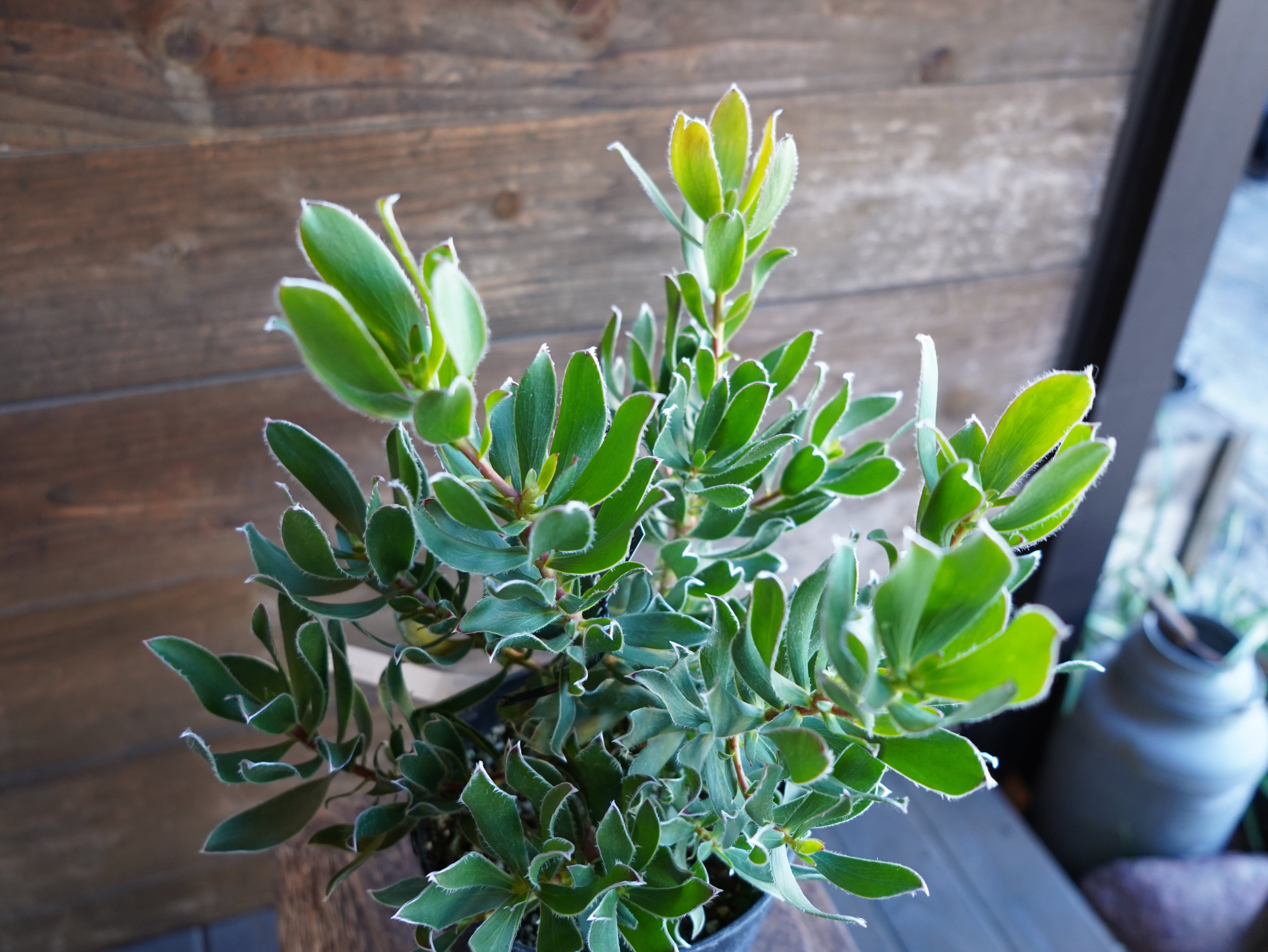 【現物】リューカデンドロン　"Guaqula"　A