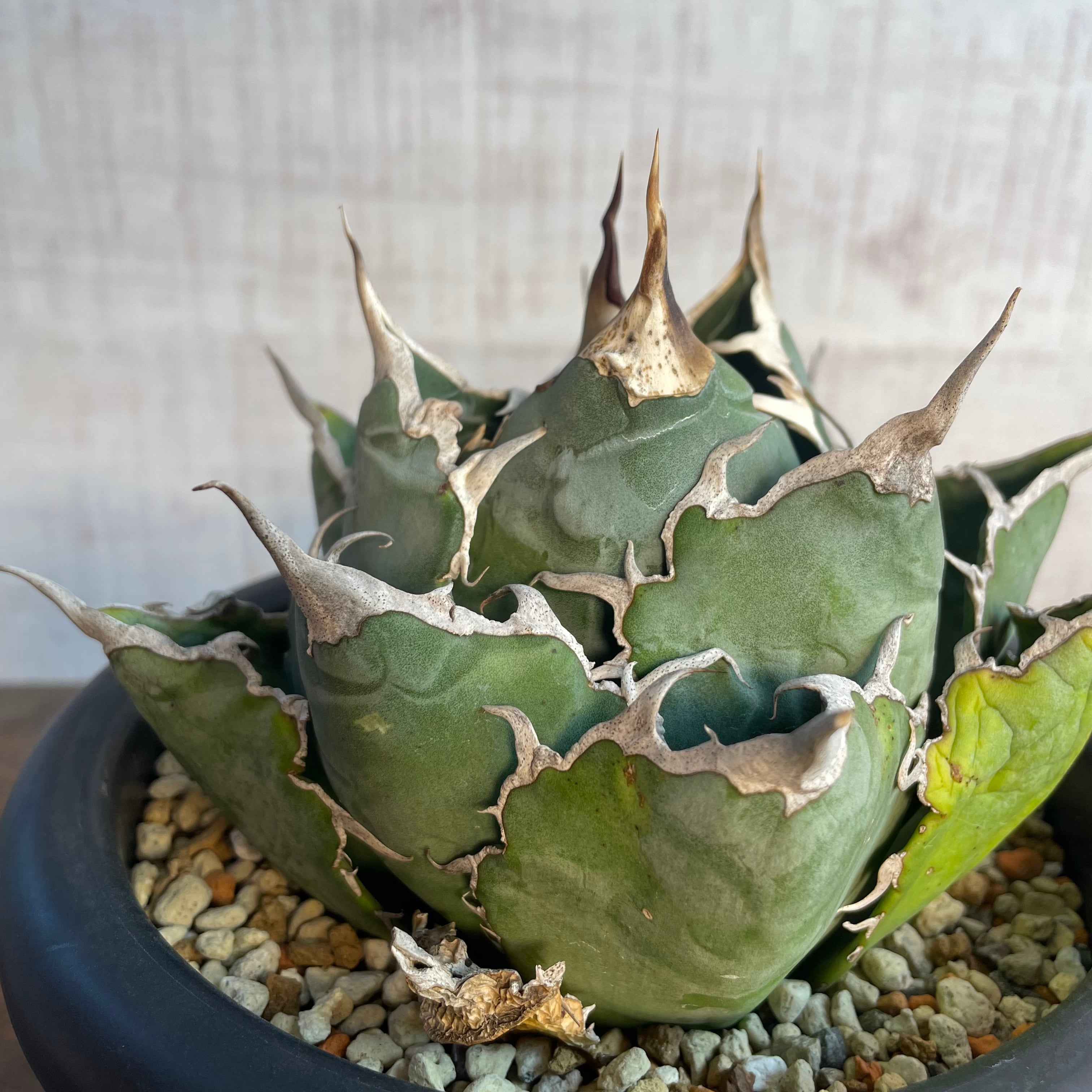 Agave titanota “福建白鯨” / 特選！大きめボール型 親株 / 5号 アガベ