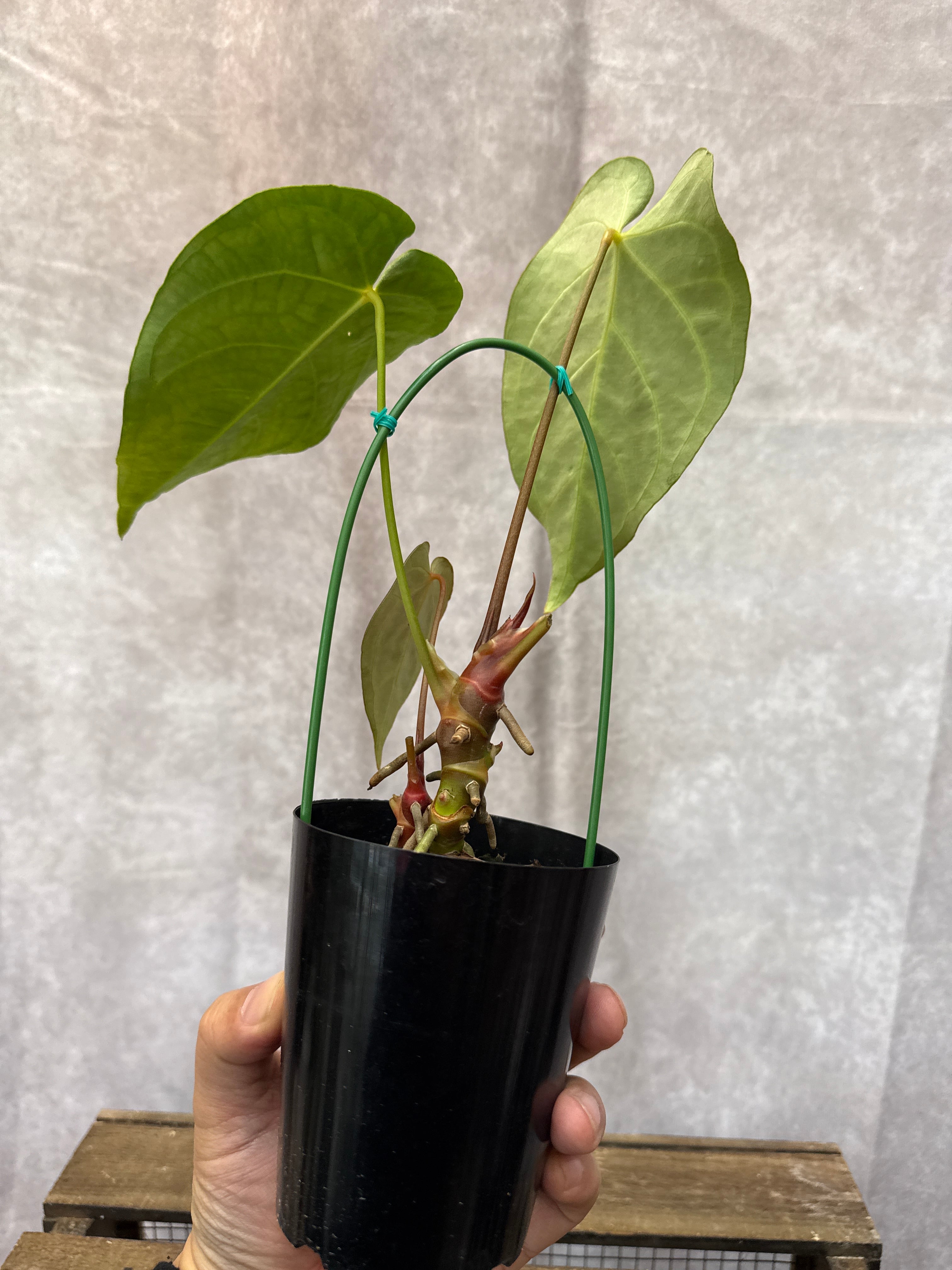 16 アンスリウム クリスタリナム | Gardenえん 【観葉熱帯植物】