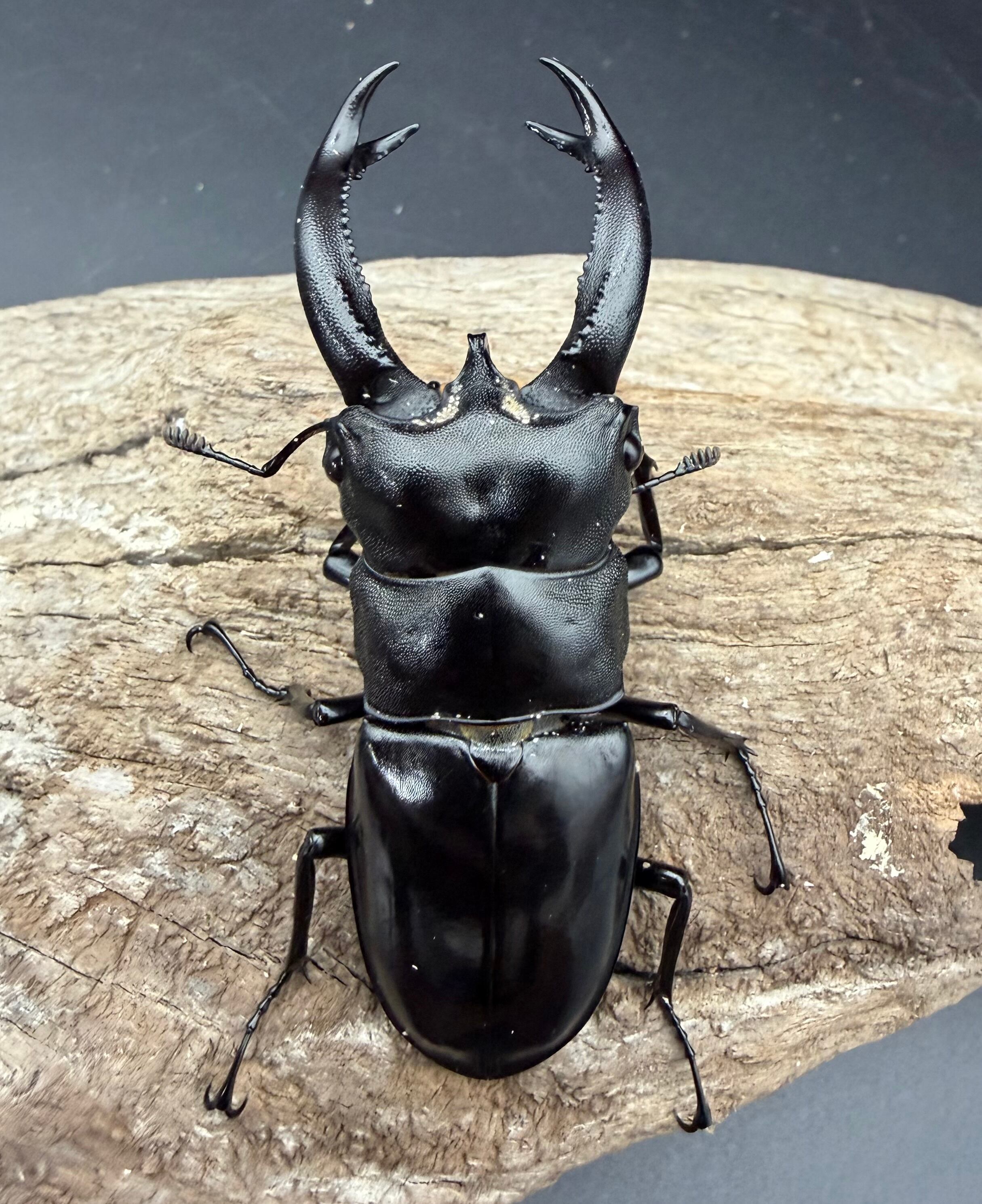 WD】《ブケットフタマタクワガタ 74mm ペア》 | KPW公式オンラインショップ