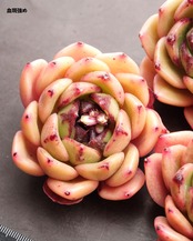 カット苗 レモンサマー Echeveria 'Lemon Summer'