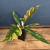 フィロデンドロン　キャラメルマーブル【583】