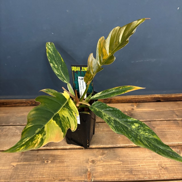 フィロデンドロン　キャラメルマーブル【583】