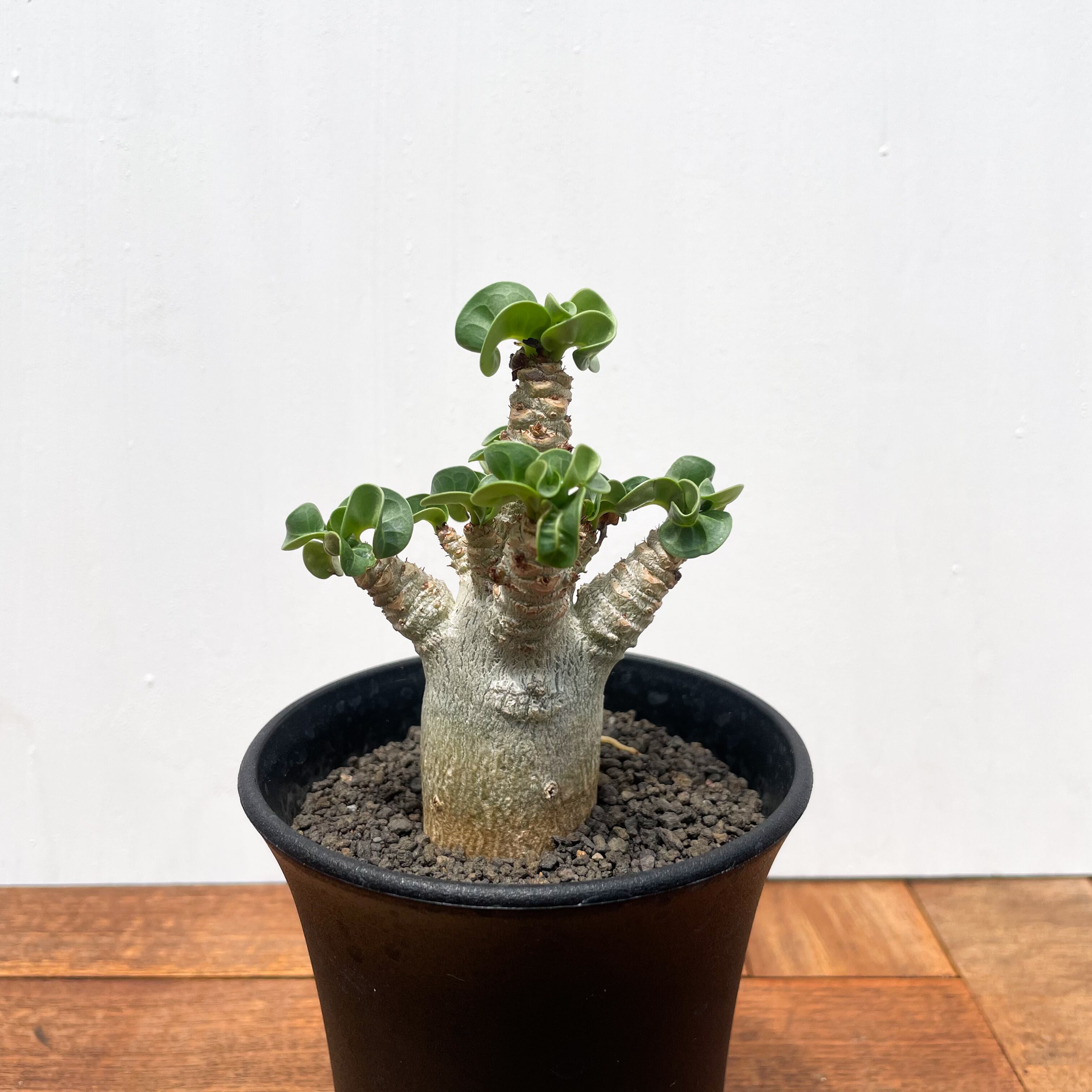 アデニウム コンパクトグリーン 園芸ネット本店｜アデニウム