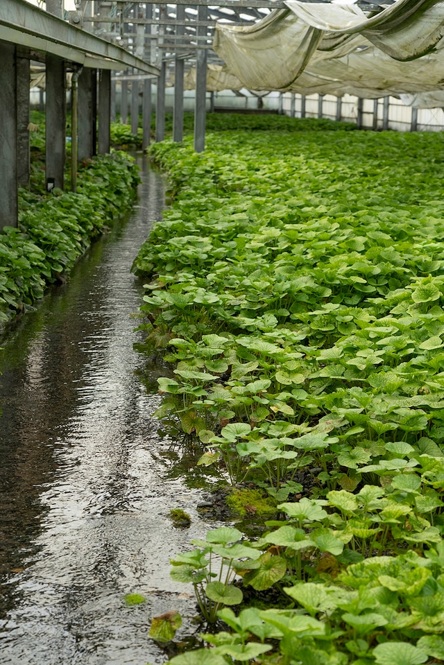 きざんだ味付わさび | 藤屋わさび店