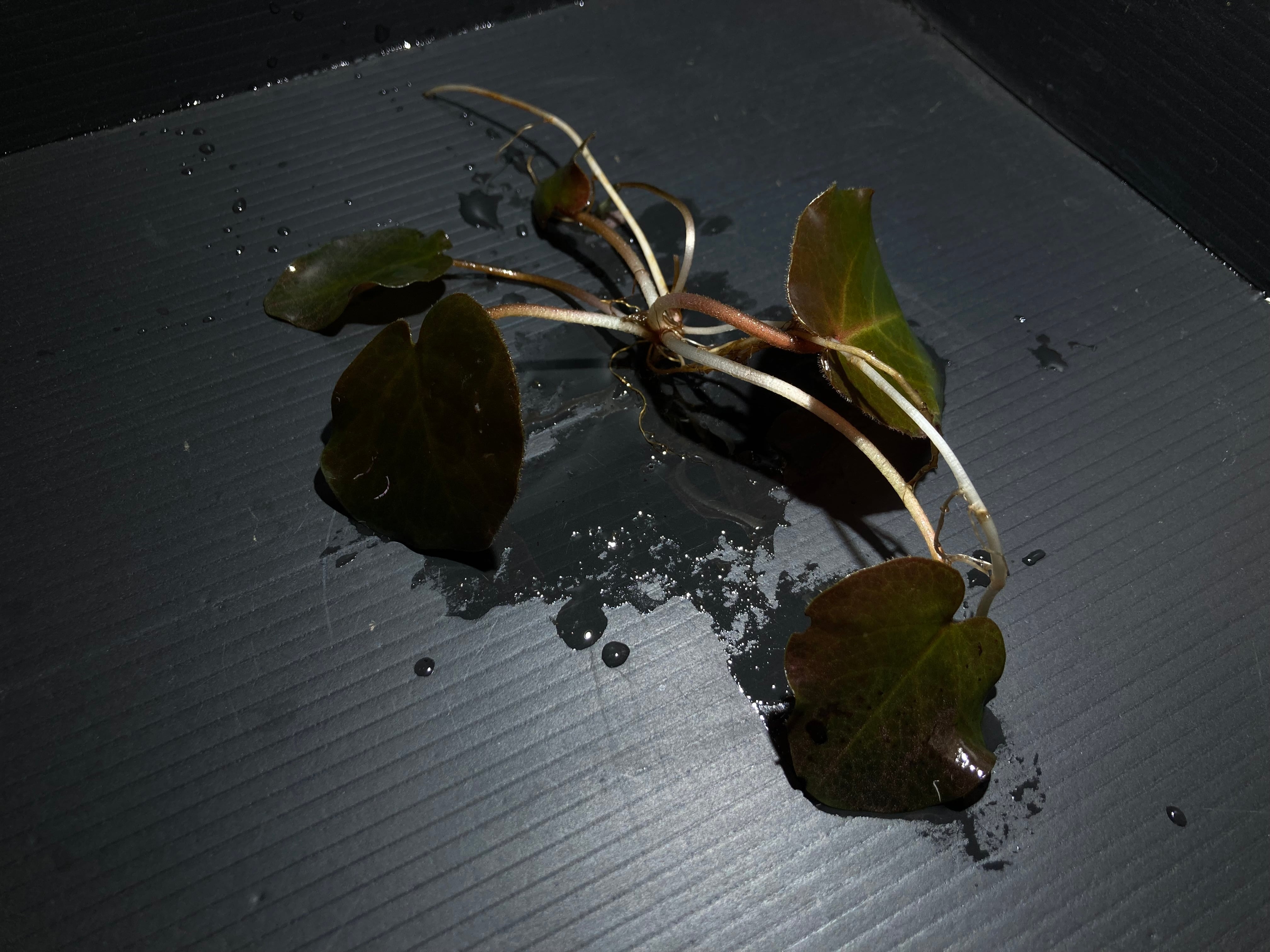 水草・観葉植物 | AquaFocus