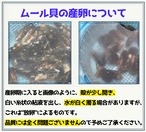 ■飯干様 ご予約商品「11月26日 16時～18時」1箱：10kg入り【釣り餌用 ムール貝】Mサイズ商品 9