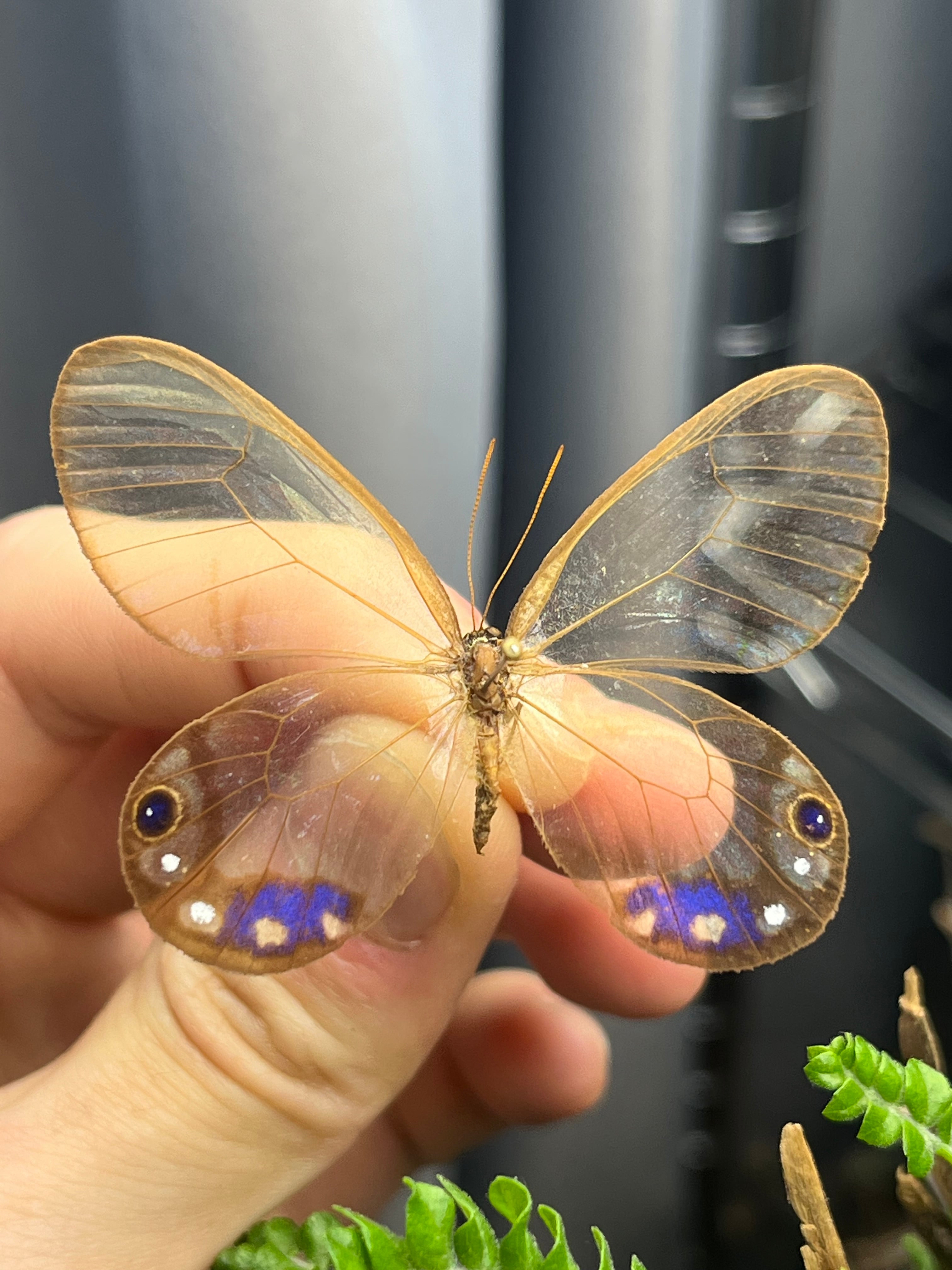 属内最高峰】ルリモンスカシジャノメ アンドロメダスカシジャノメ