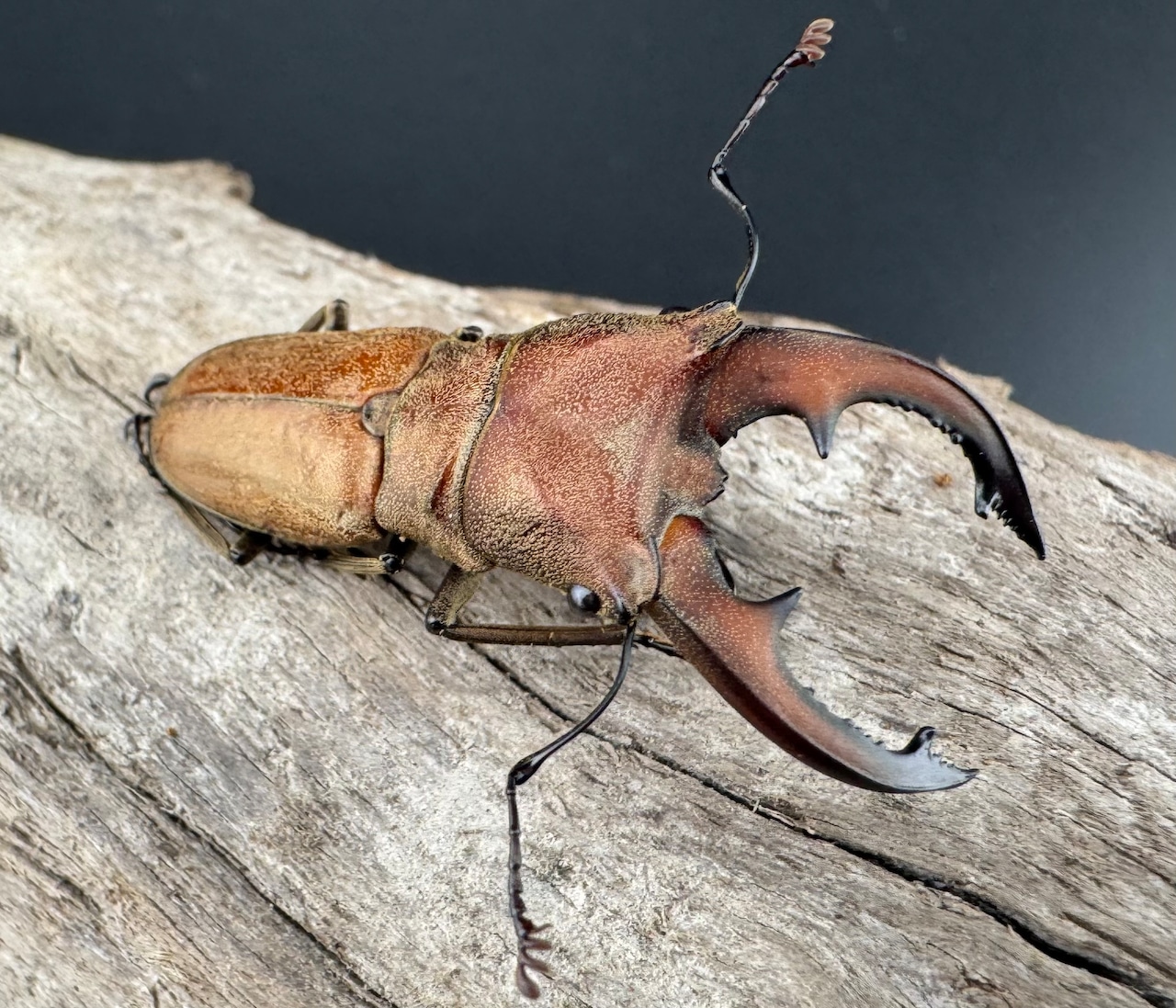 【WD】《スズムラホソアカ ロハス産 40mm ペア》