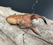 【WD】《スズムラホソアカ ロハス産 40mm ペア》