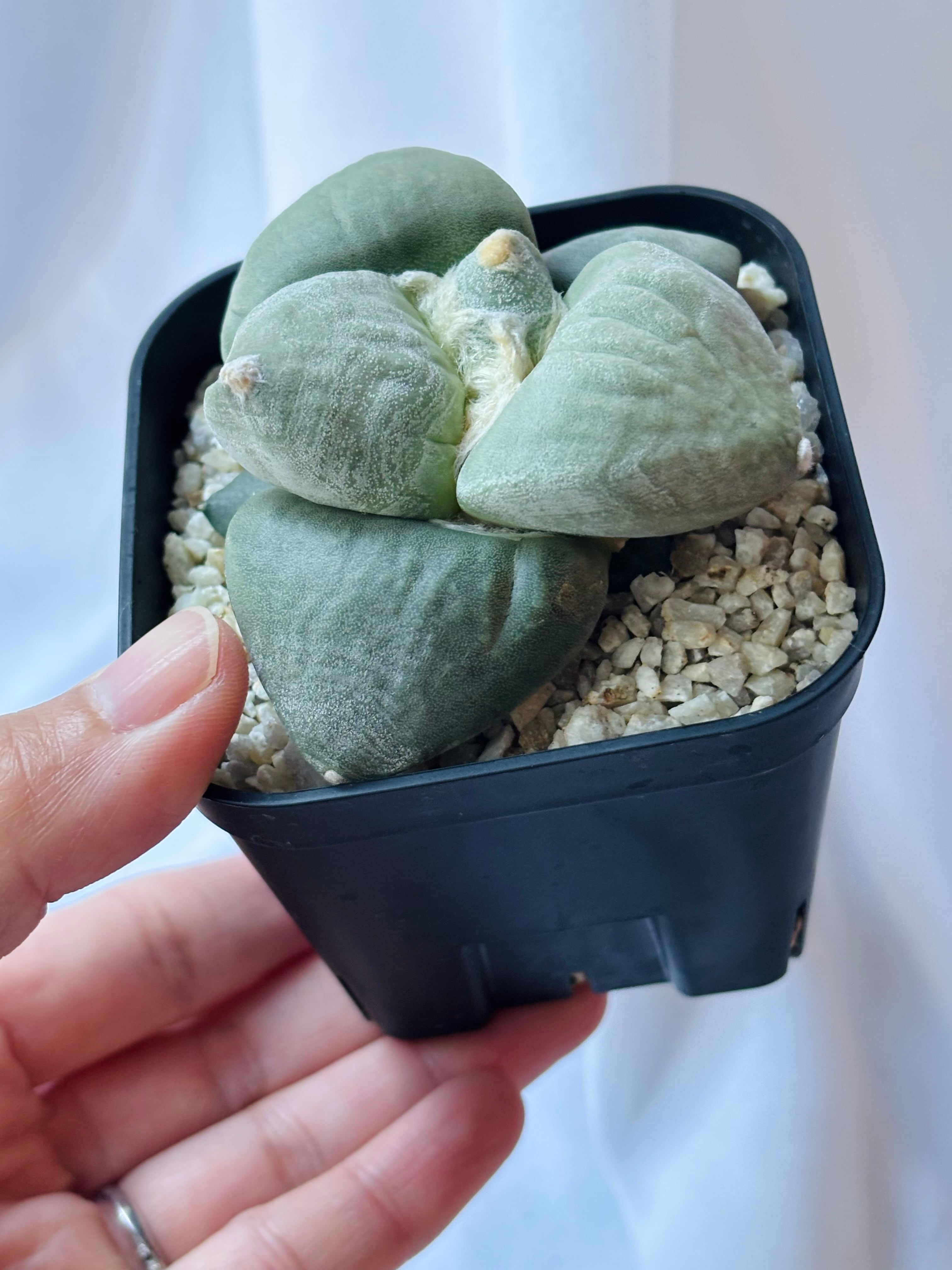 Ariocarpus furfuraceus f. アリオカルプス 大蓮葵×大疣青磁牡丹